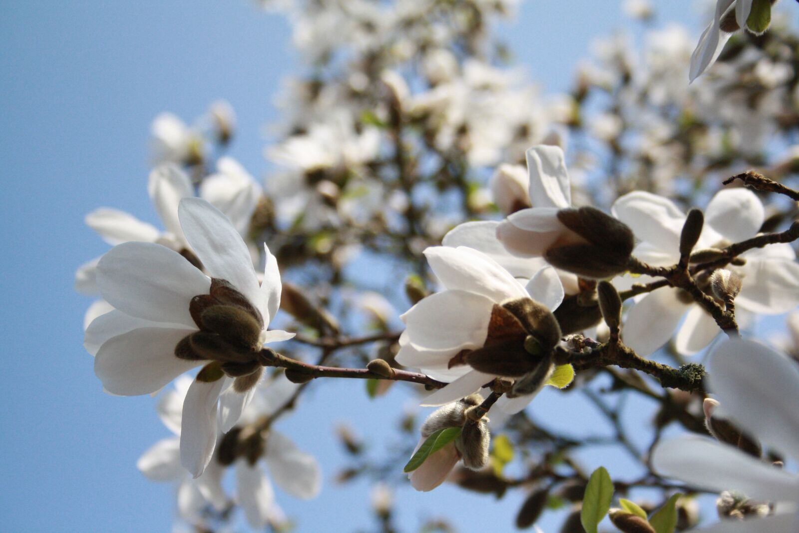 Canon EOS 1000D (EOS Digital Rebel XS / EOS Kiss F) sample photo. Flower, tree, nature photography