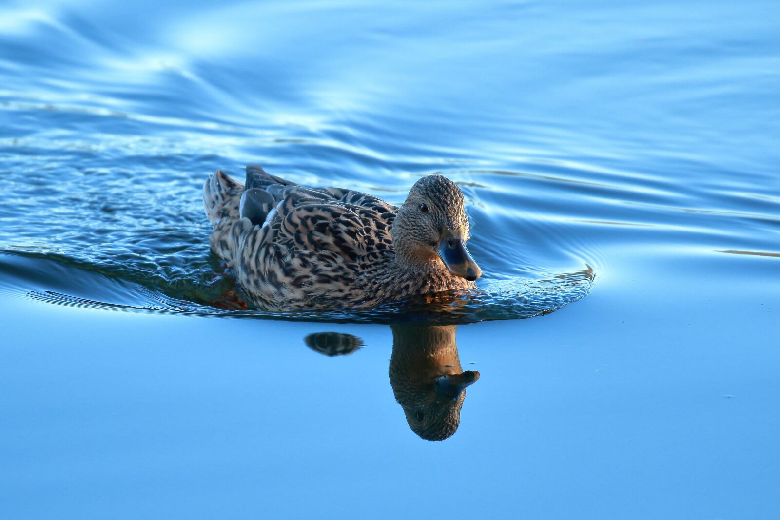 Canon EOS 7D Mark II sample photo. Duck, germano, real photography
