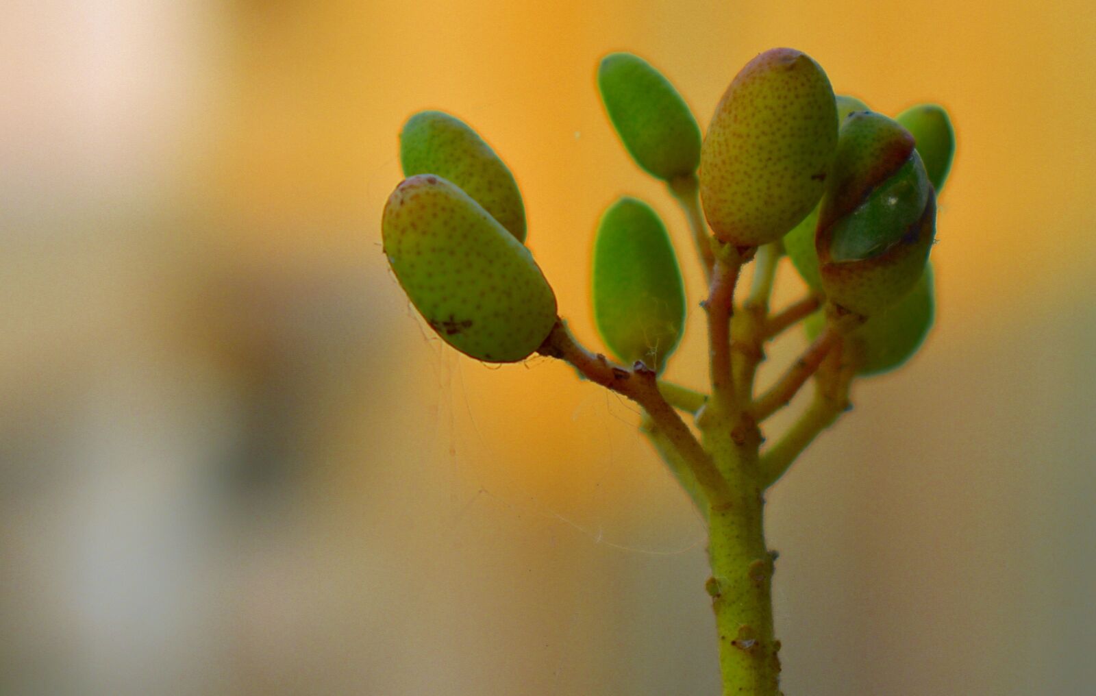 Nikon D5600 sample photo. Nature, flora, growth photography