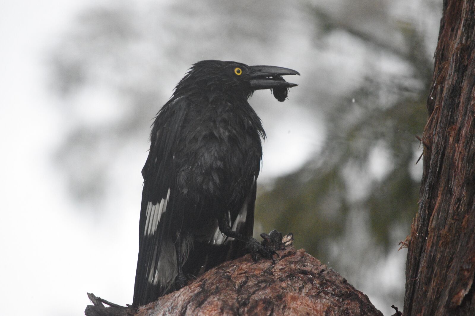 Nikon D5600 sample photo. Bird, bird in tree photography