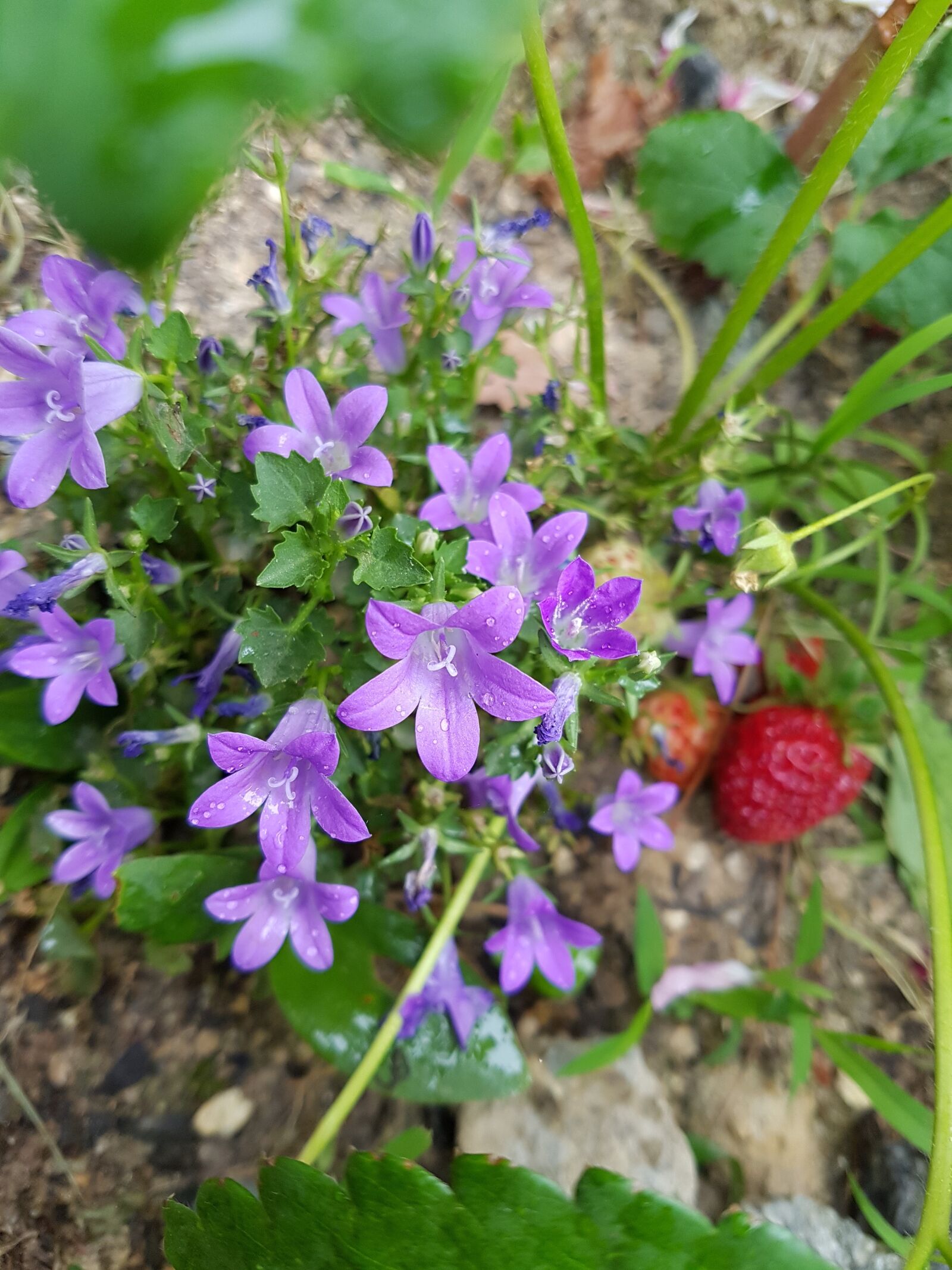 Samsung Galaxy S7 Edge sample photo. Violet wild flower, wildflower photography