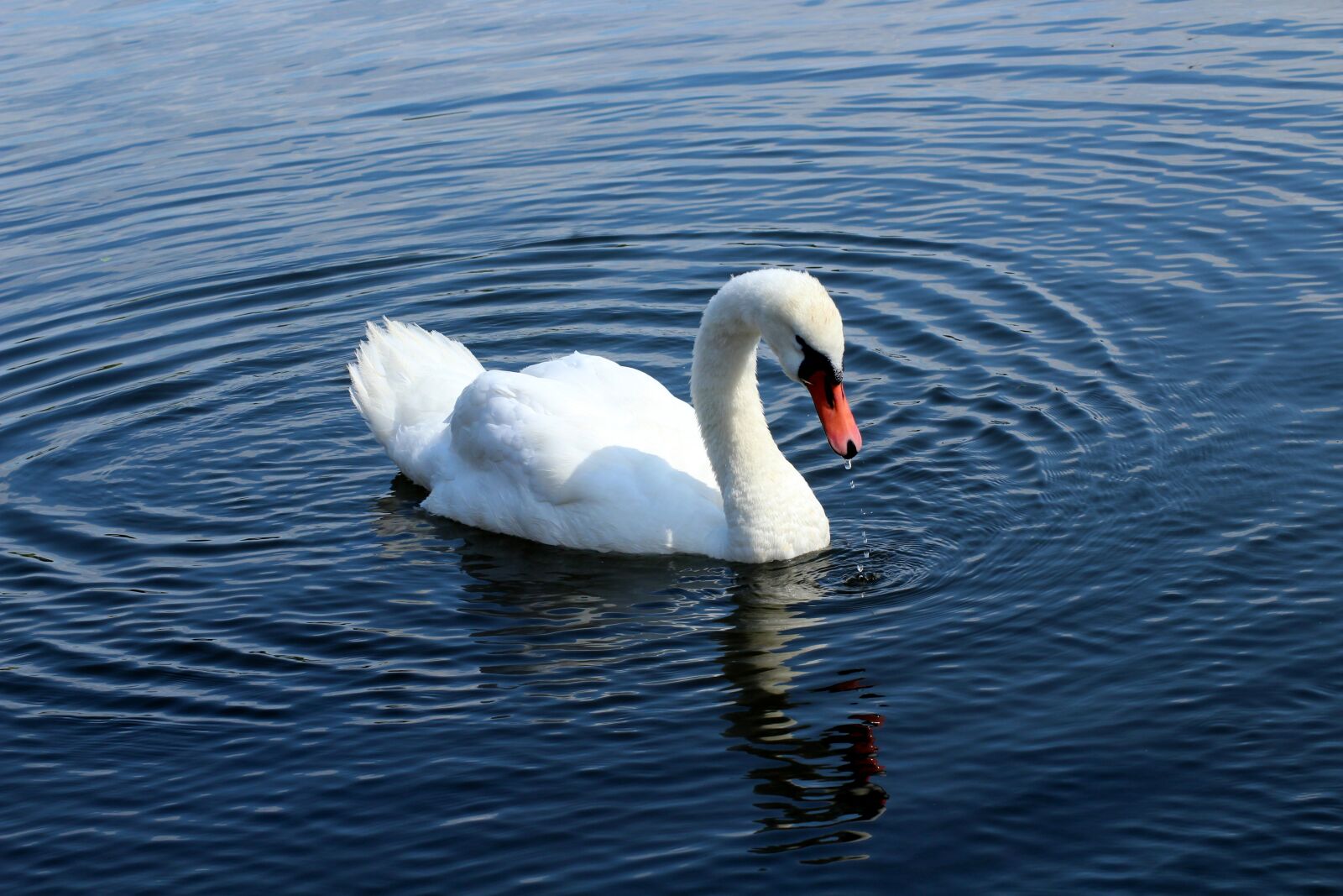 Canon EOS 1200D (EOS Rebel T5 / EOS Kiss X70 / EOS Hi) sample photo. Swan, lake, water bird photography