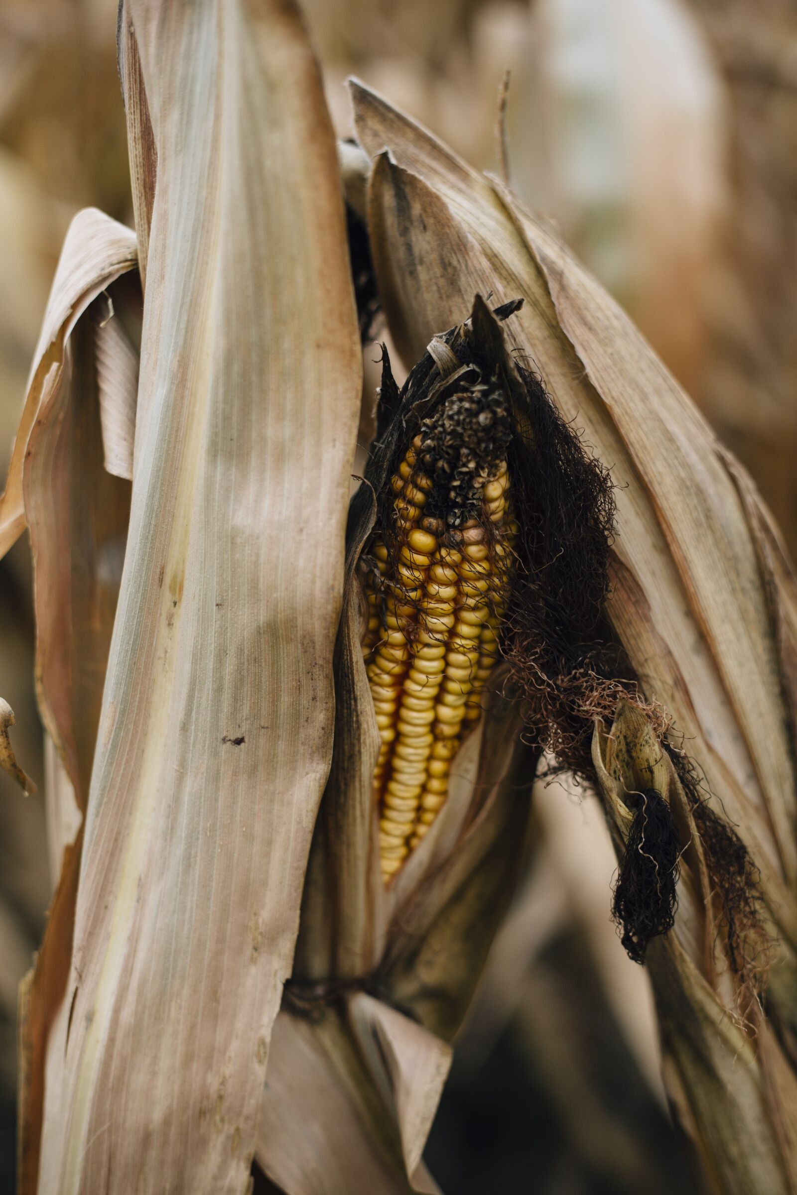 Canon EF 50mm F1.8 II sample photo. Corn, shuck, maize photography