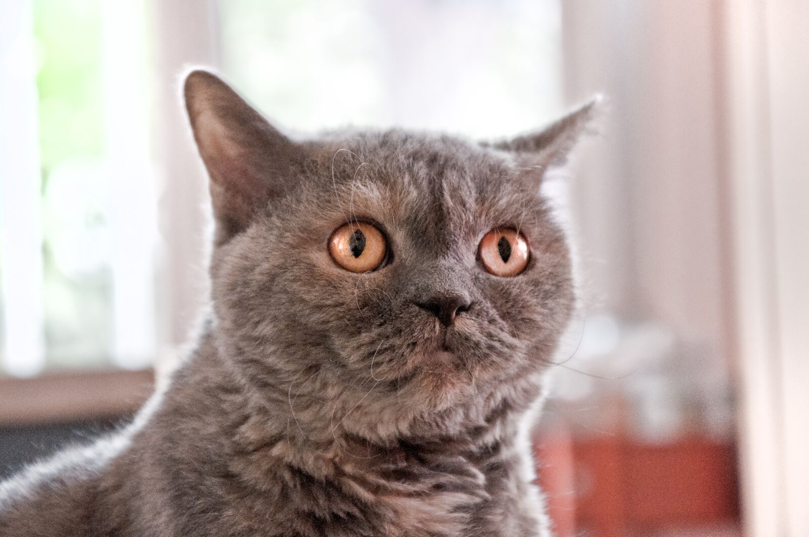 Nikon D90 sample photo. Cat, selkirk rex, british photography