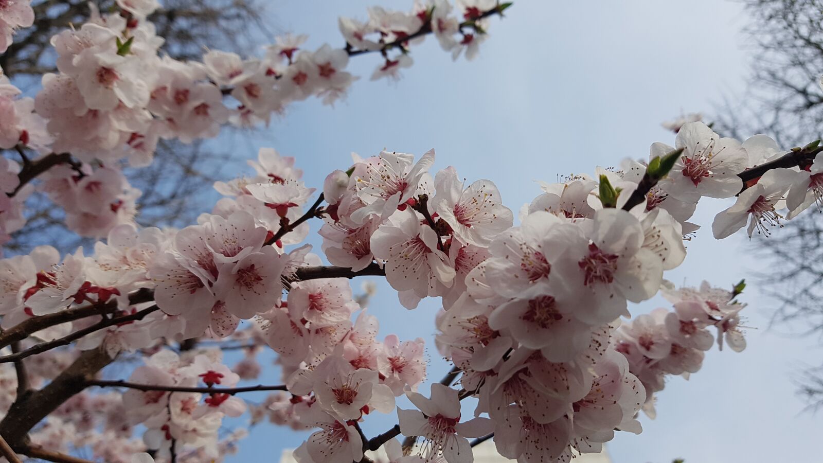 Samsung Galaxy Note Fan Edition sample photo. Spring, flower, blossom photography