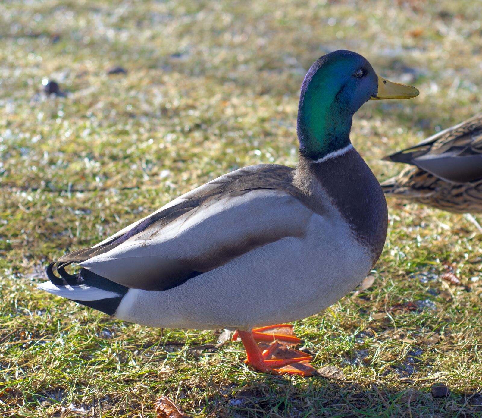 Nikon D7000 sample photo. Duck, nature, natural photography