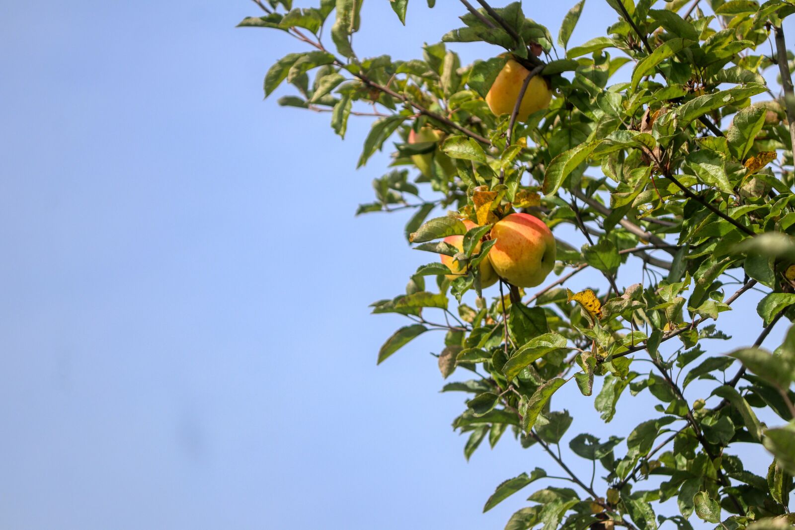 Canon EOS 80D sample photo. Apple tree, apple, fruit photography