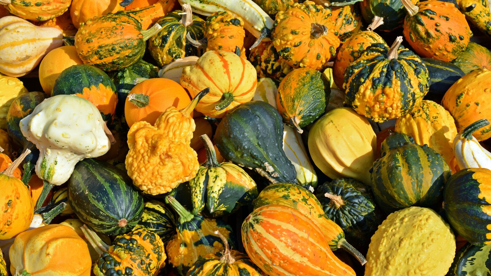 Nikon D5200 sample photo. Pumpkin, harvest time, sale photography