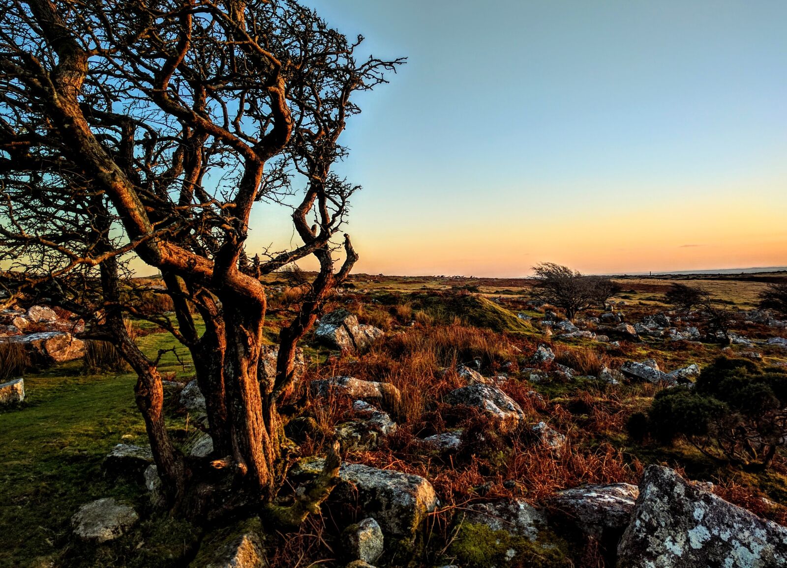 Google Nexus 6P sample photo. Cornwall, tree, lonely photography