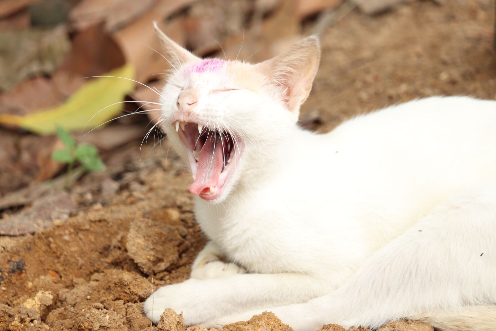 Canon EOS 250D (EOS Rebel SL3 / EOS Kiss X10 / EOS 200D II) sample photo. Kerala, village, cat photography