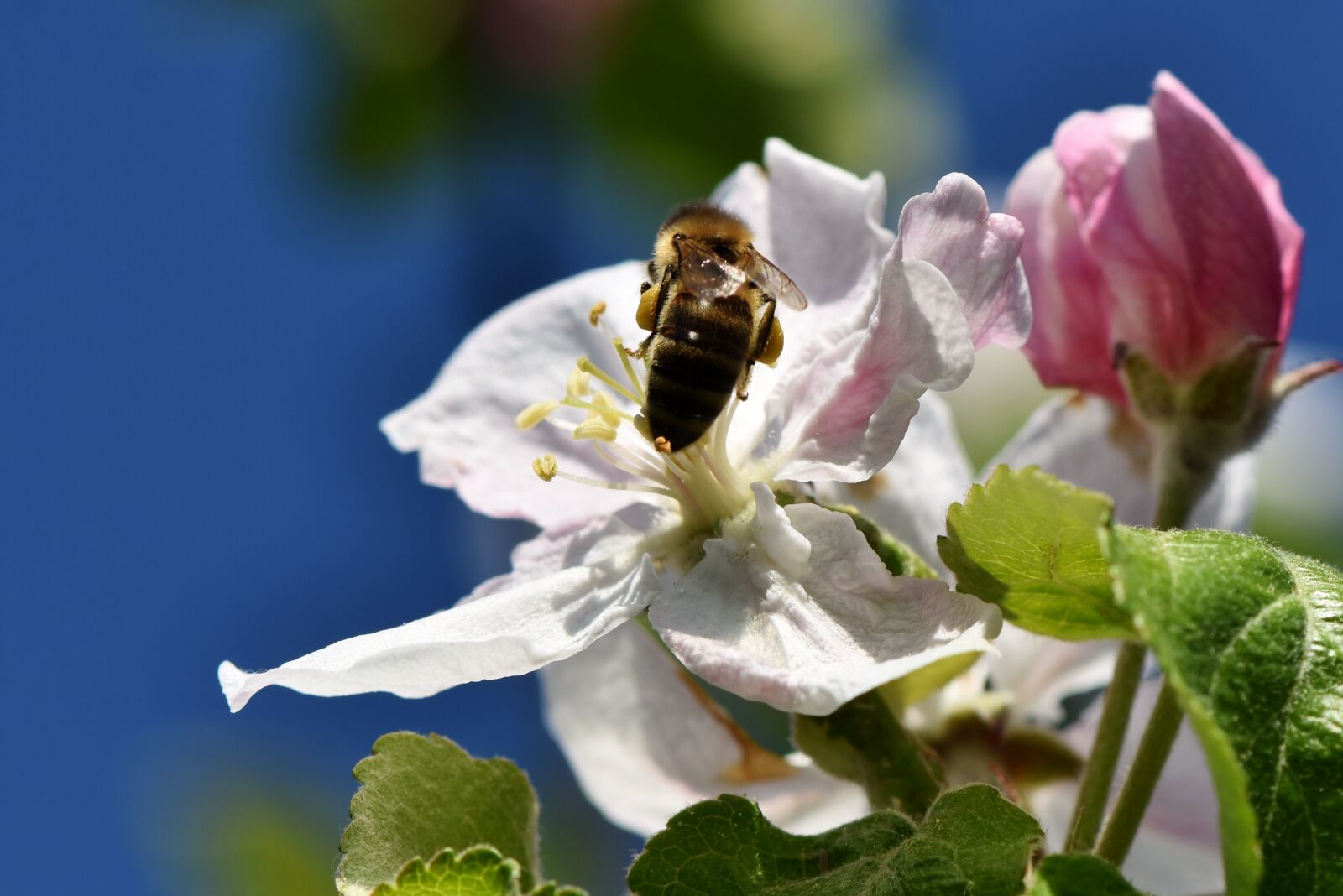 Nikon D7200 sample photo. Apple blossom, blossom, bloom photography