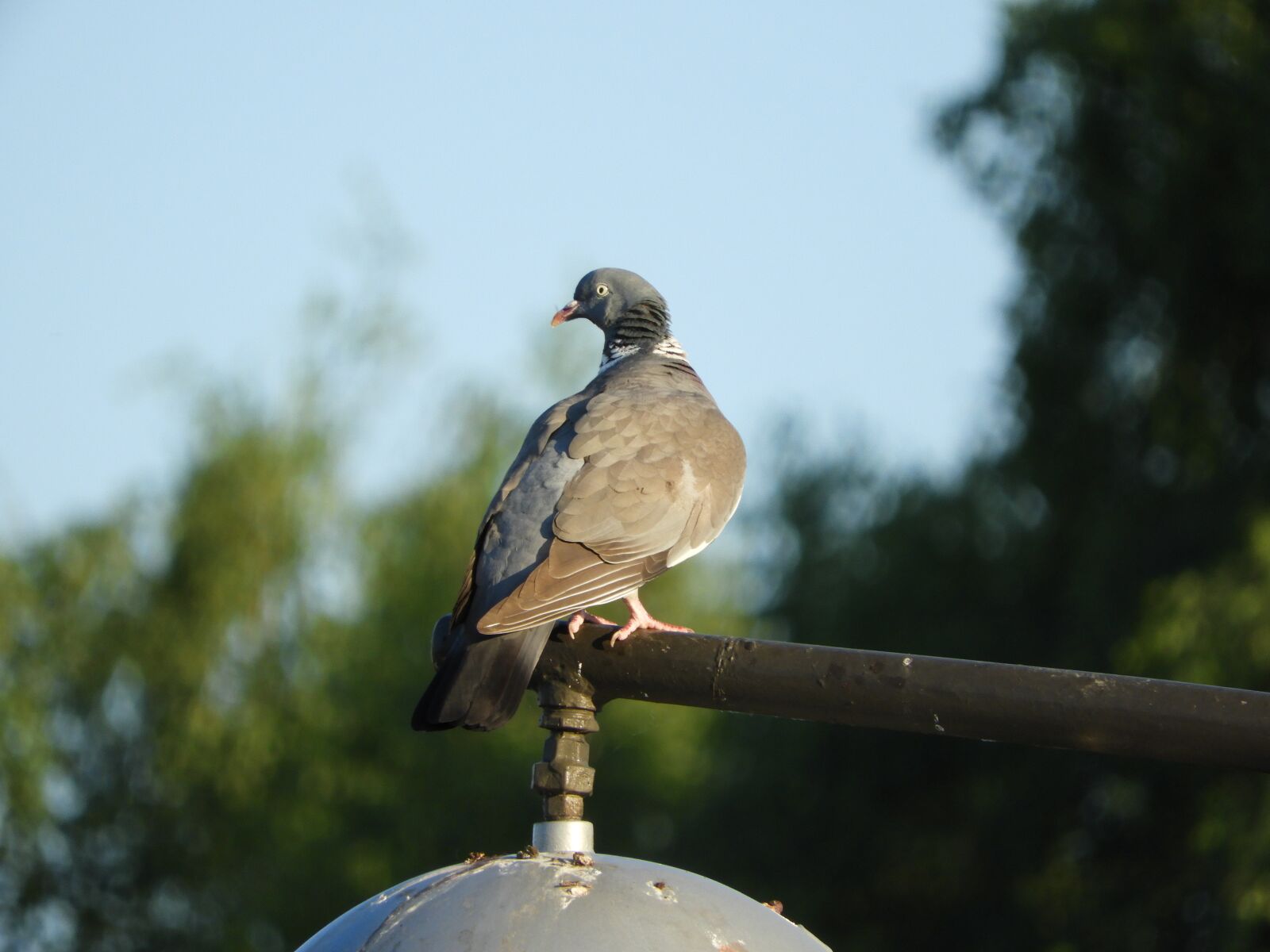 Nikon Coolpix B700 sample photo. Dove, city, lantern photography