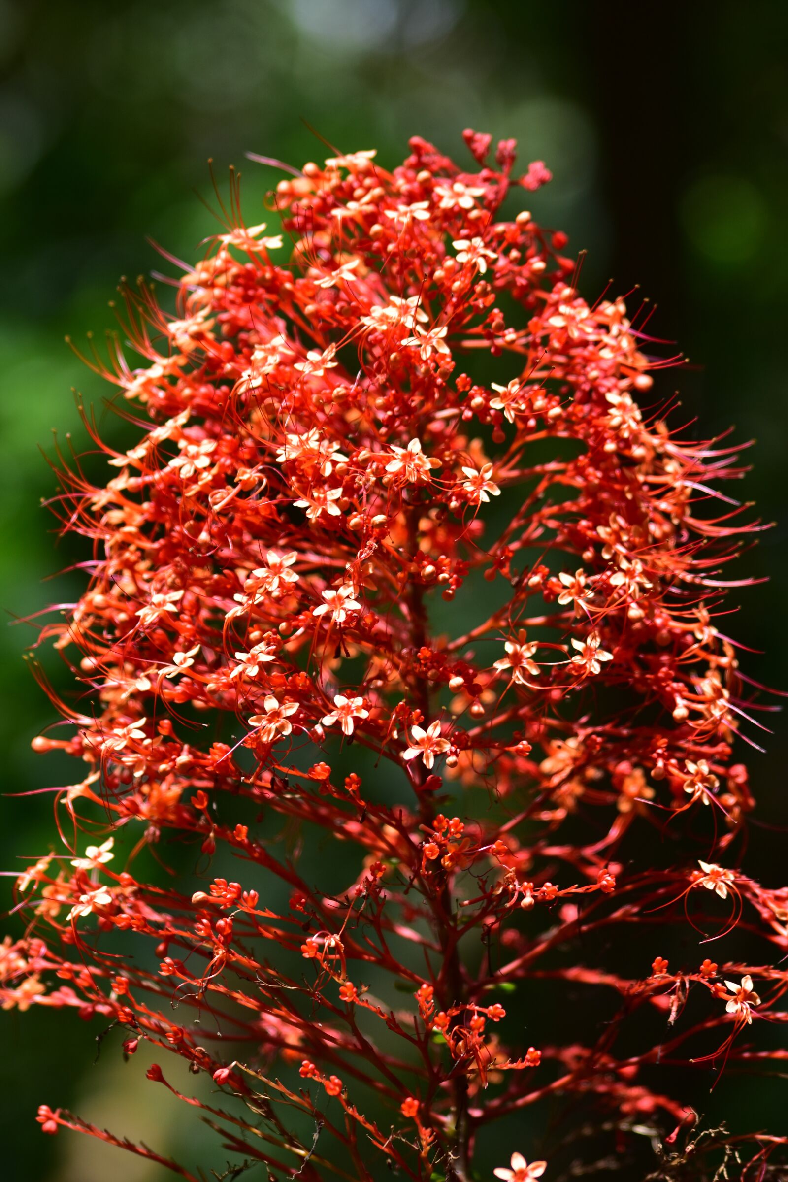 Nikon D3500 sample photo. Flower, nature, wildflowers photography