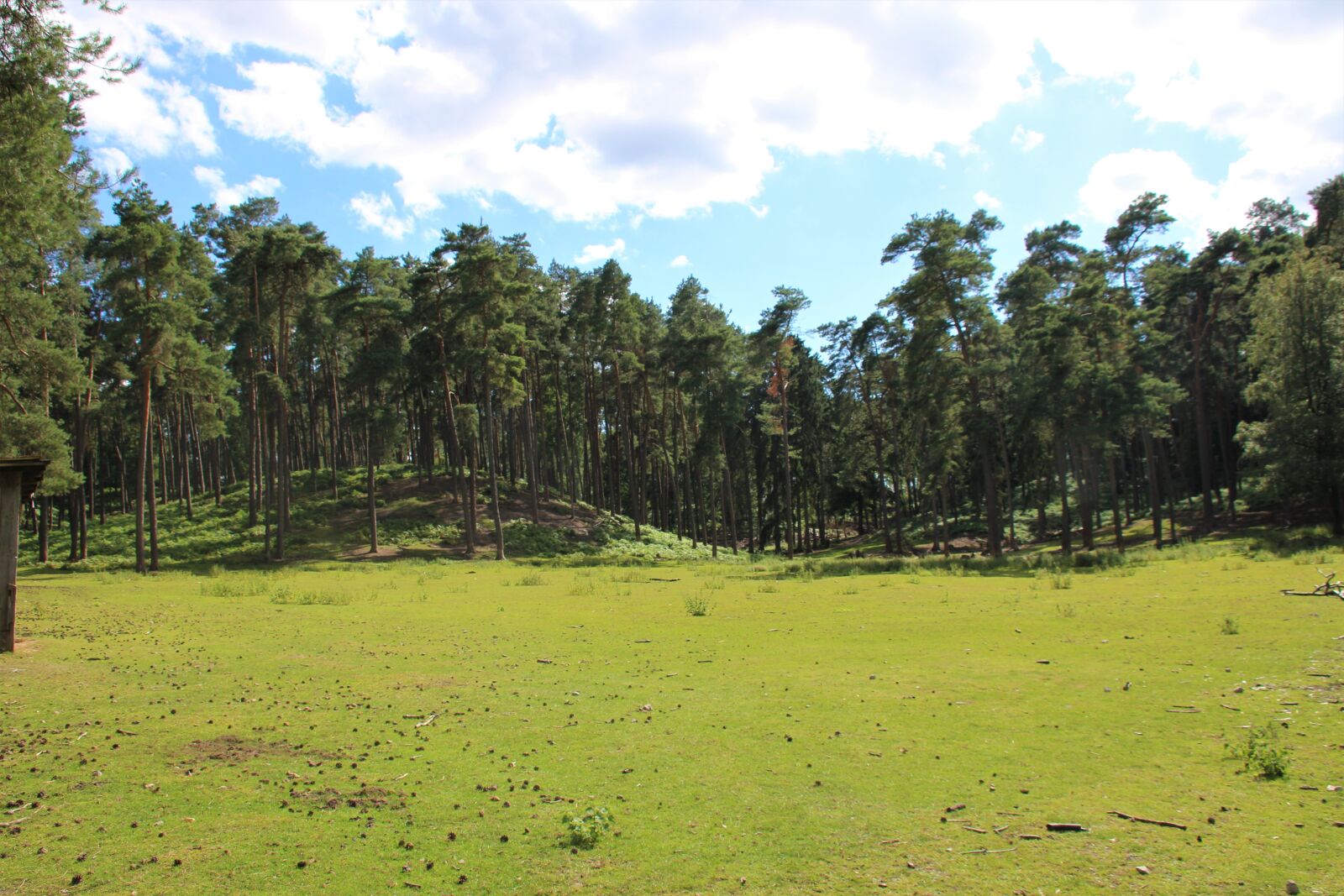Canon EOS 700D (EOS Rebel T5i / EOS Kiss X7i) sample photo. Meadow, forest, tree photography