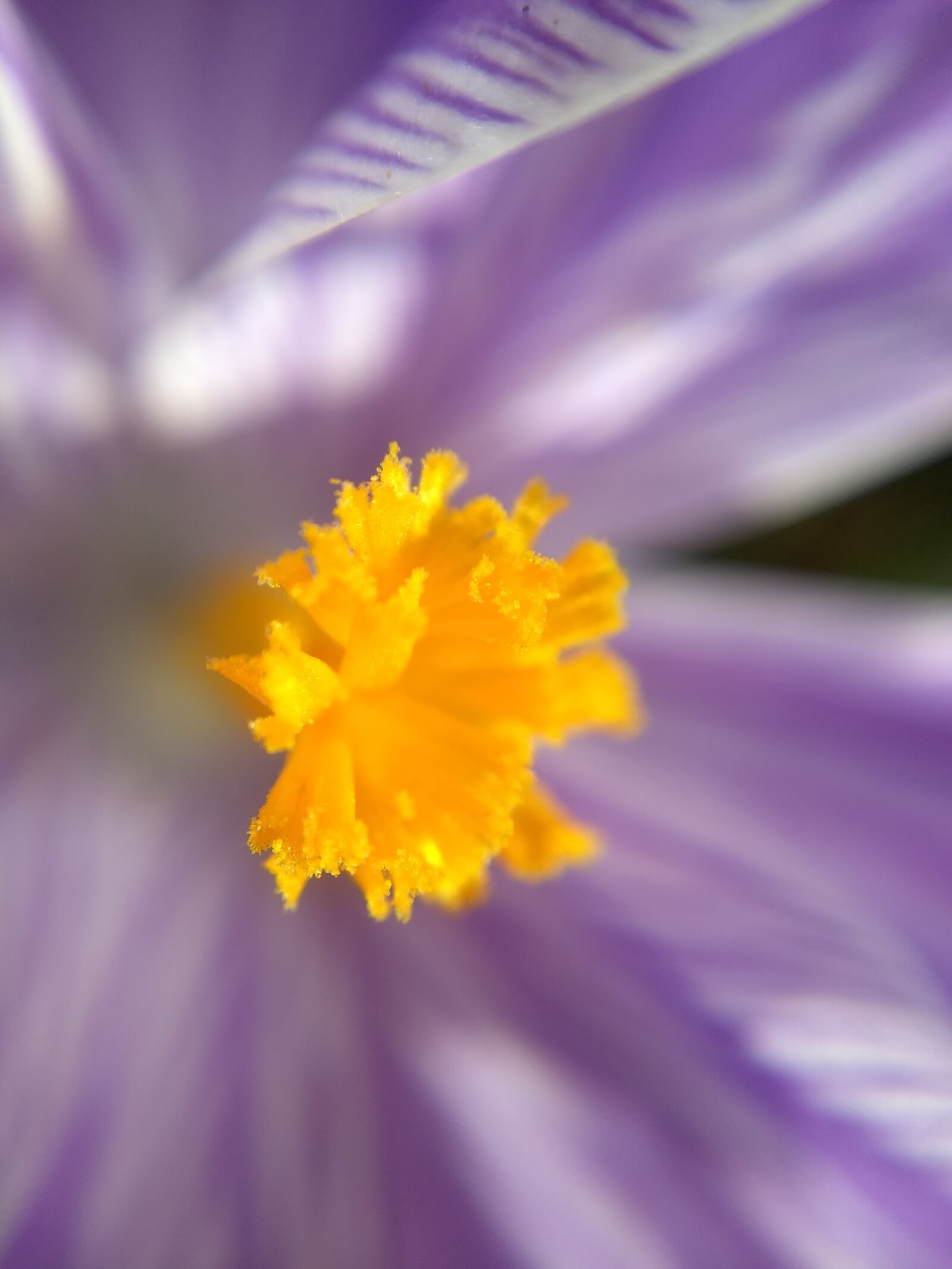 Motorola Moto G (5) Plus sample photo. Lemuria, flower, purple photography
