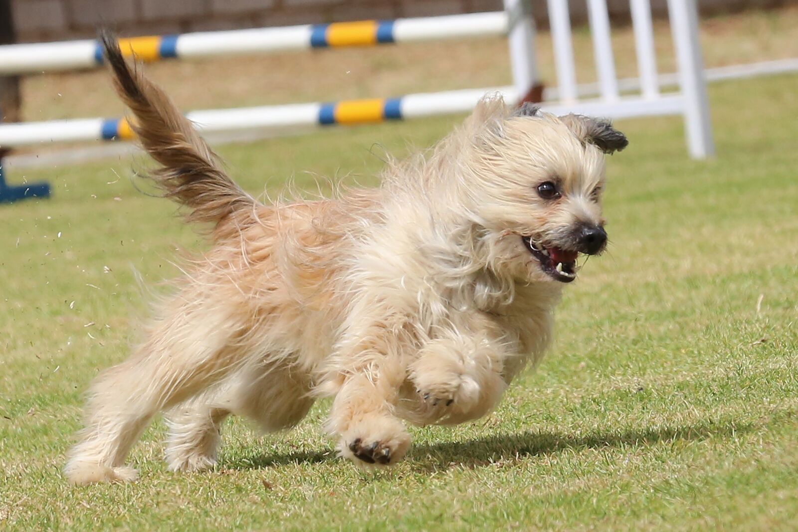 Canon EOS 6D sample photo. Dog, competition, running photography