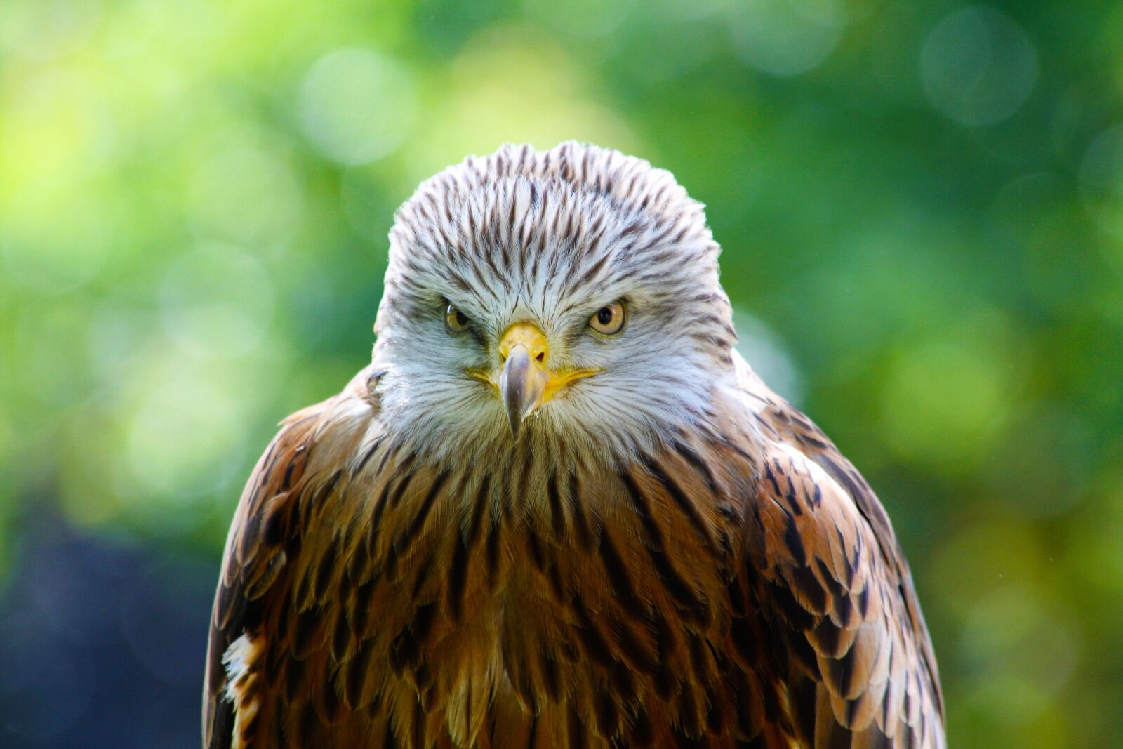 Canon EOS 40D sample photo. Red kite, hawk, bird photography