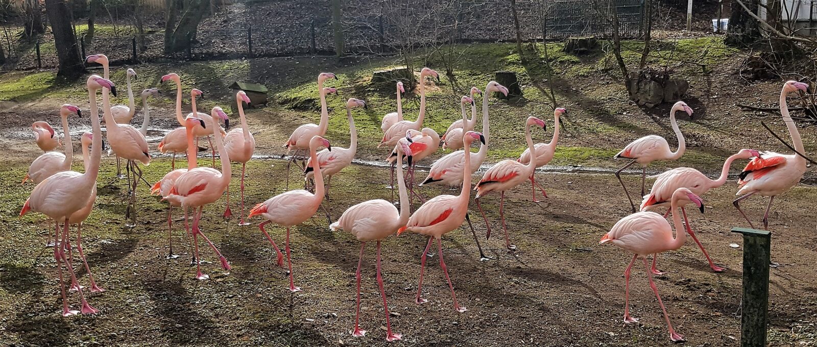 Samsung Galaxy S7 Edge sample photo. Flamingo, flamingo flock, animal photography
