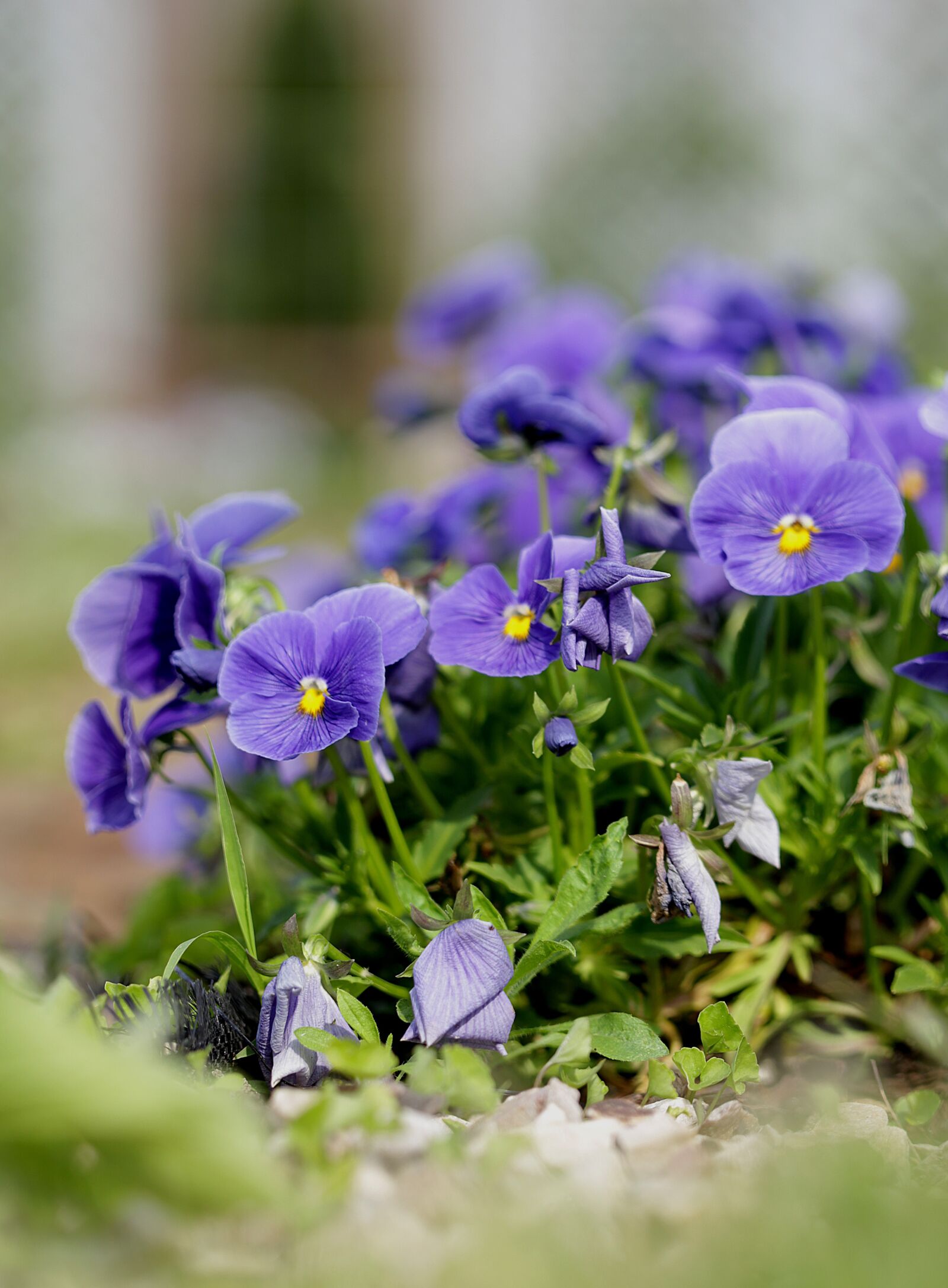 Canon EOS 6D + Canon EF 100mm F2.8 Macro USM sample photo. Pansies, flowers, spring photography