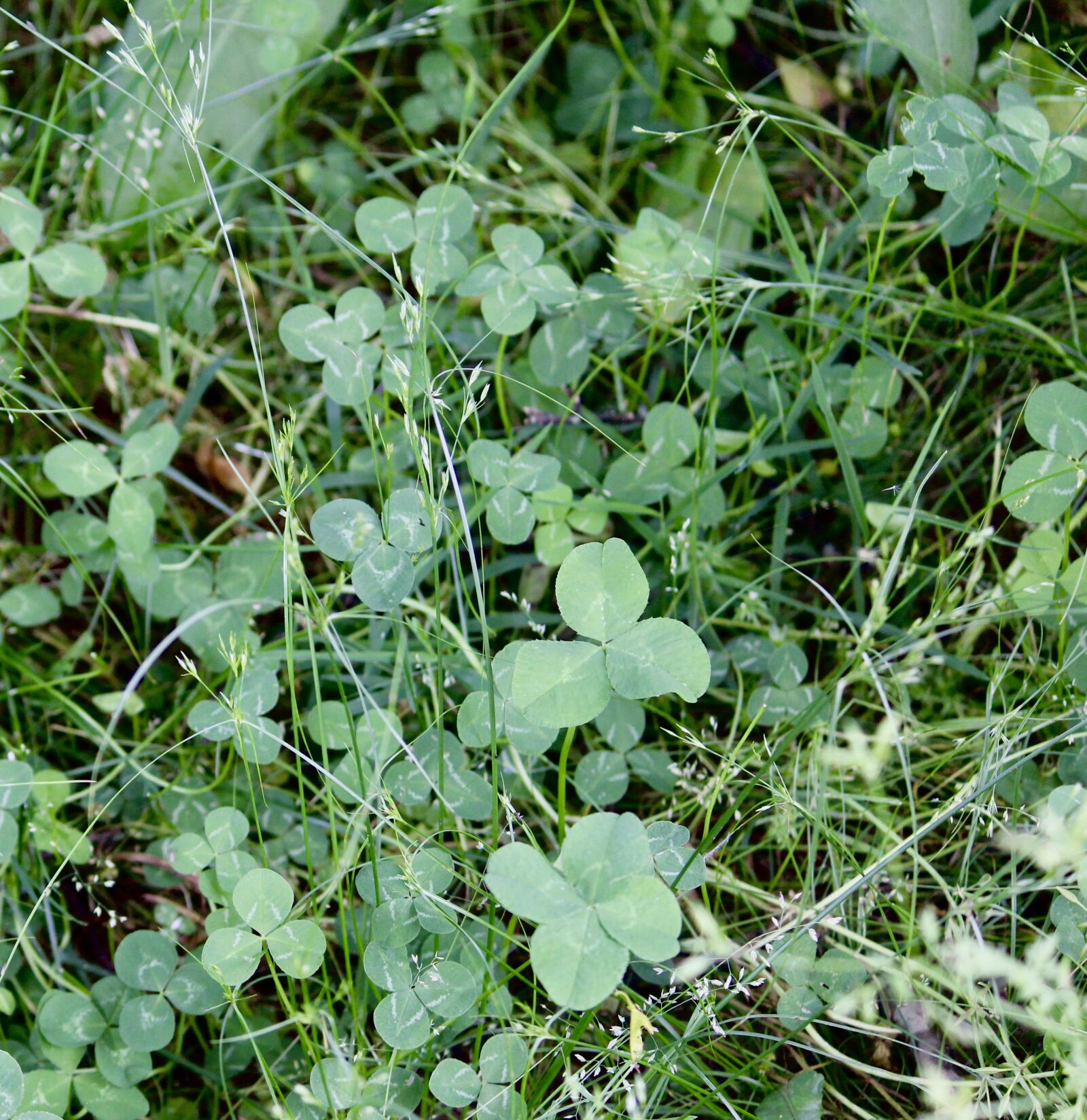 Canon EOS 4000D (EOS Rebel T100 / EOS 3000D) sample photo. Clover, four-leaf, shamrock photography