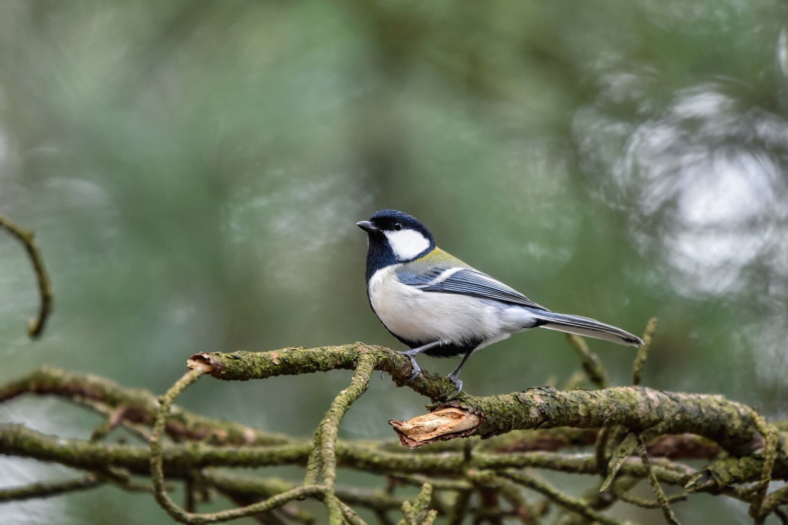 Nikon D7200 sample photo. Animal, forest, wood photography