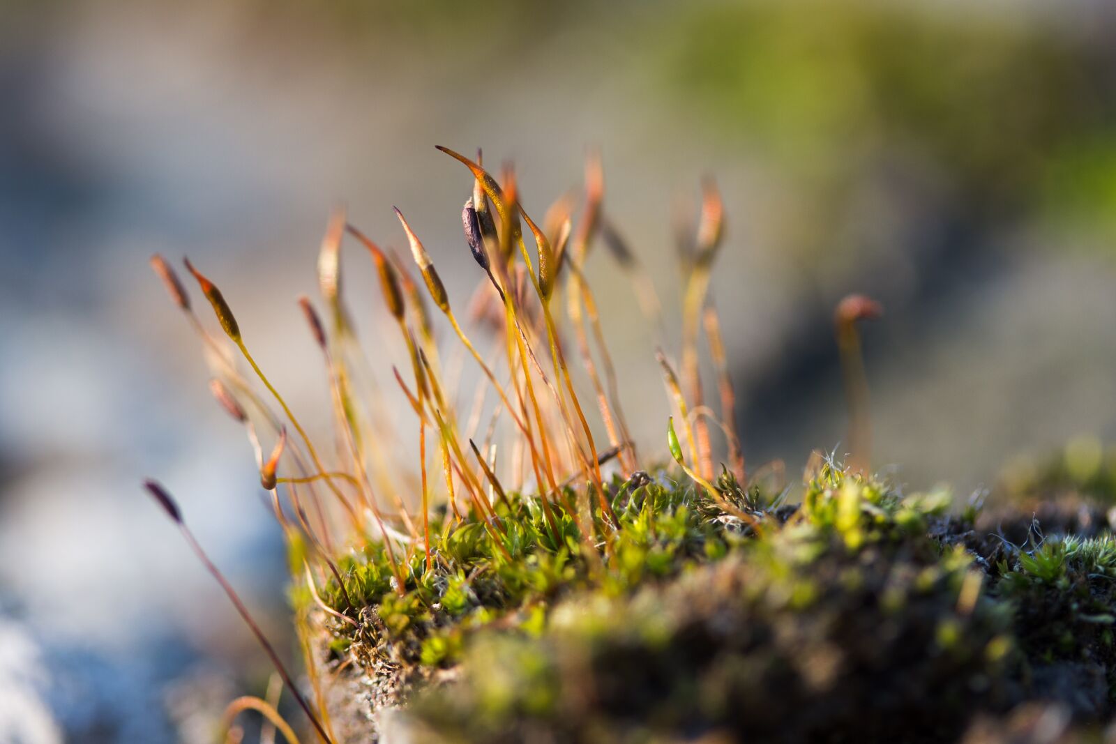 Canon EF-S 60mm F2.8 Macro USM sample photo. Moss, plant, wallpaper photography