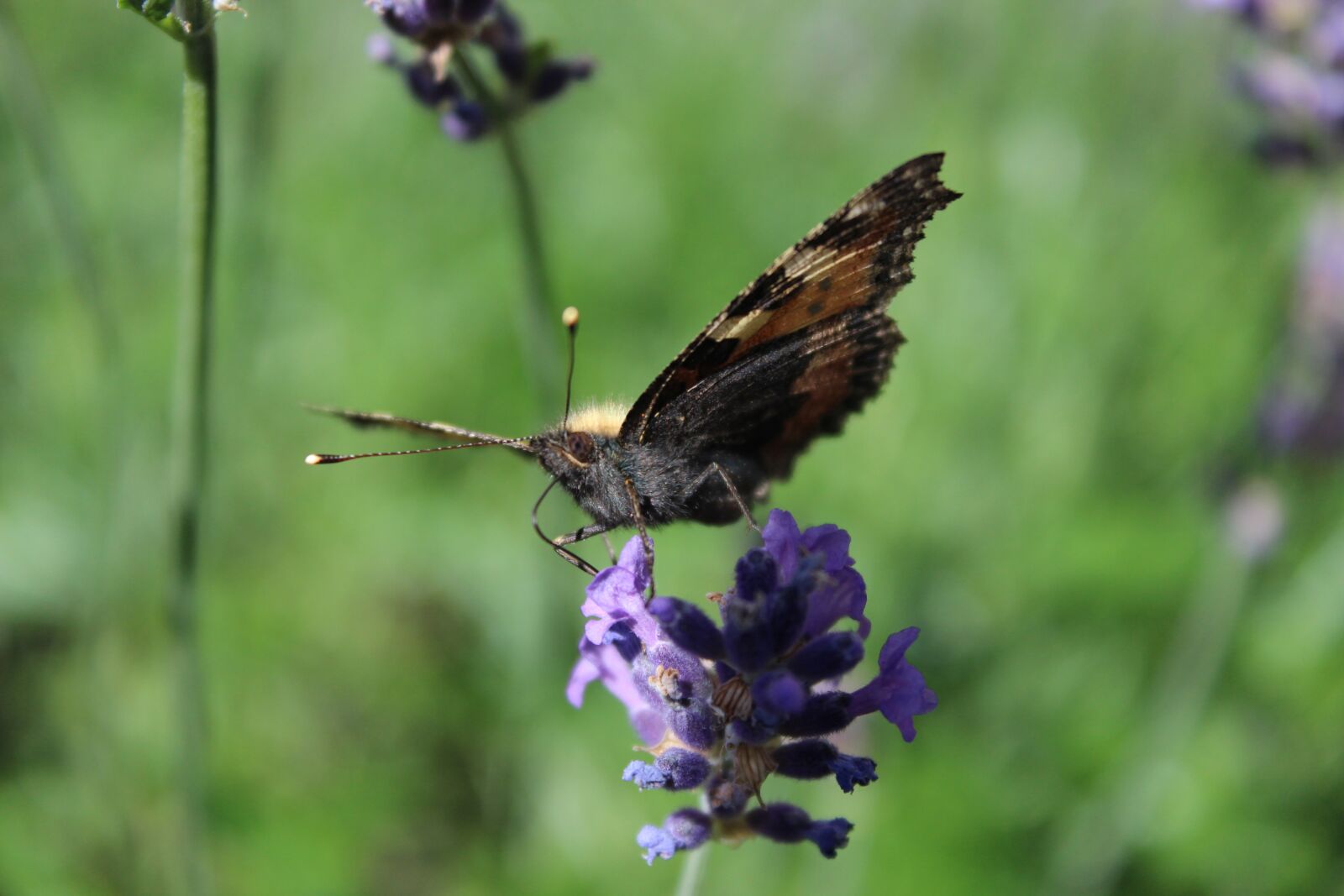 Canon EOS 600D (Rebel EOS T3i / EOS Kiss X5) sample photo. Butterfly, lavender blossom, summer photography