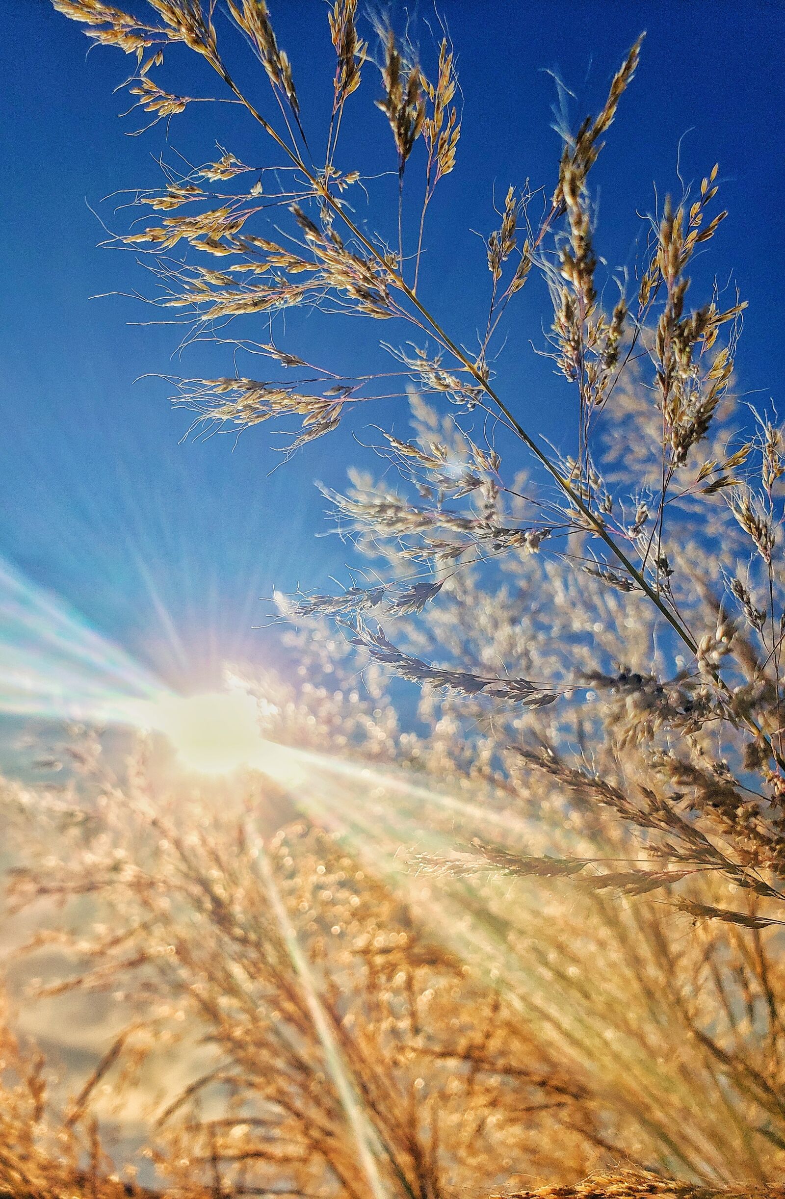 Samsung Galaxy S9+ sample photo. Sun, light, wheat photography