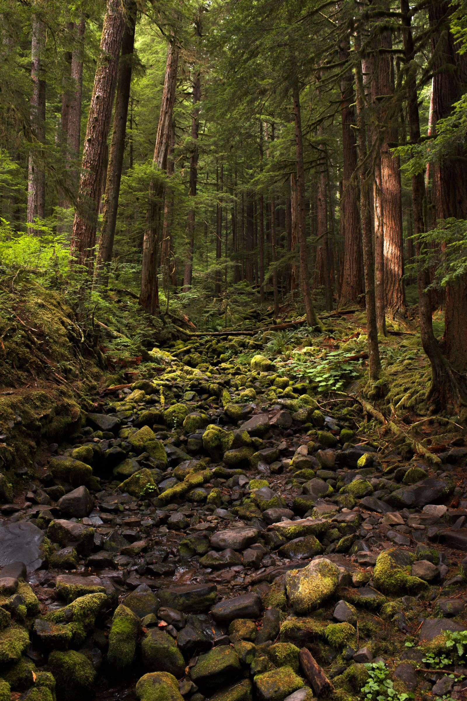 Nikon D700 sample photo. Forest, moss, creek photography