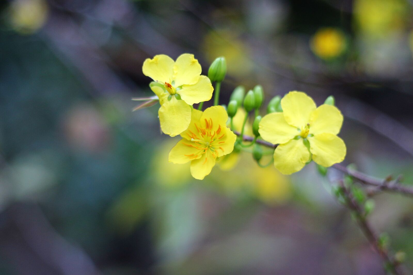 Canon EF 50mm F1.8 II sample photo