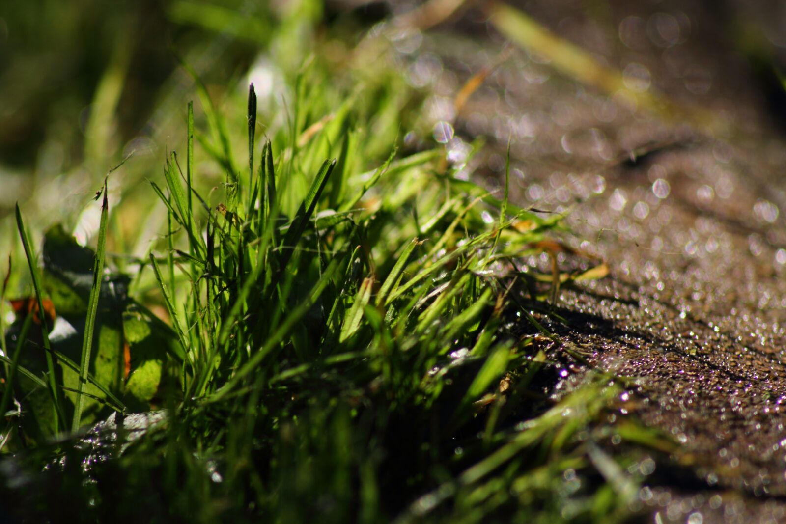 Canon EOS 7D sample photo. Grass, stone, nature photography
