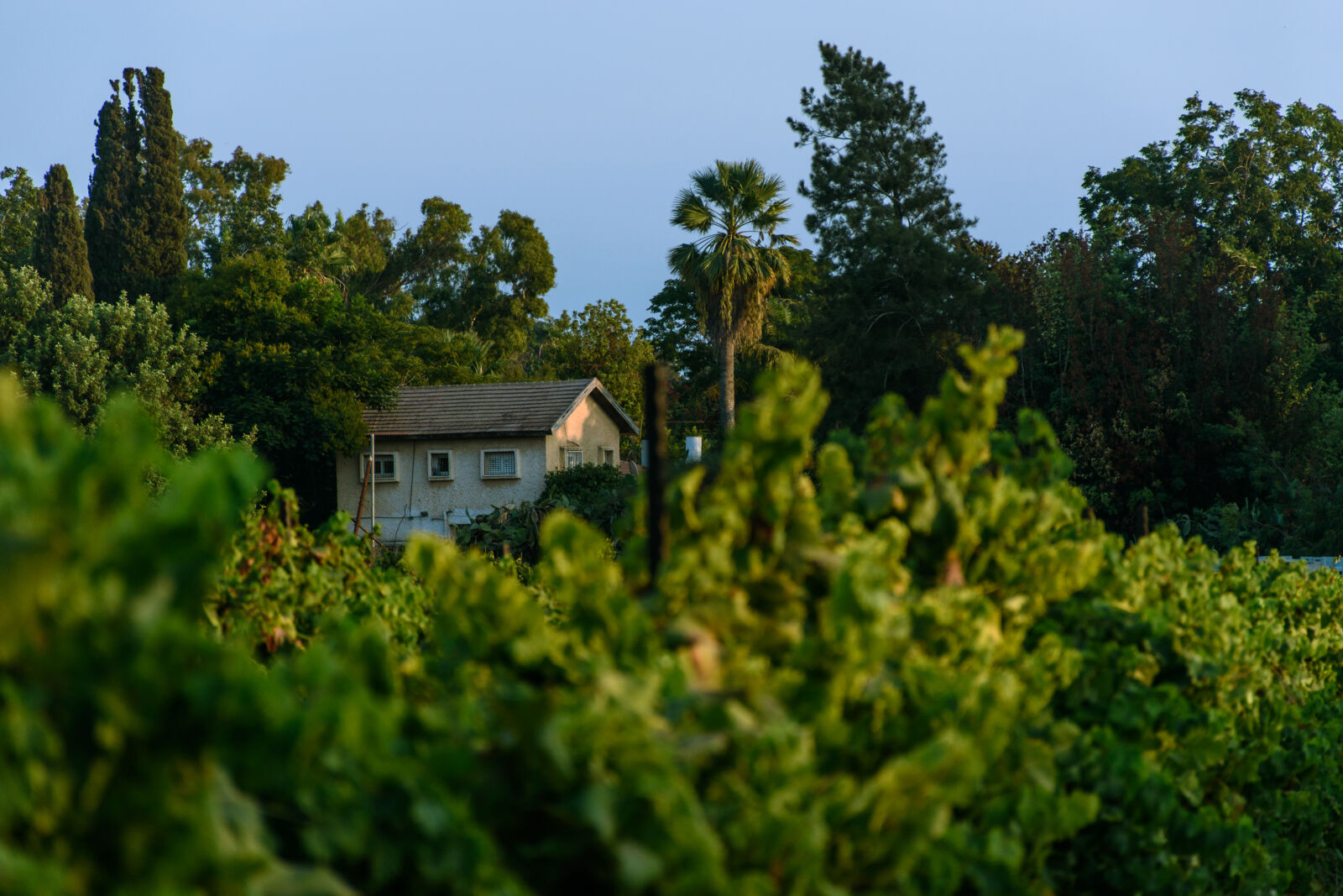 Nikon D5500 sample photo