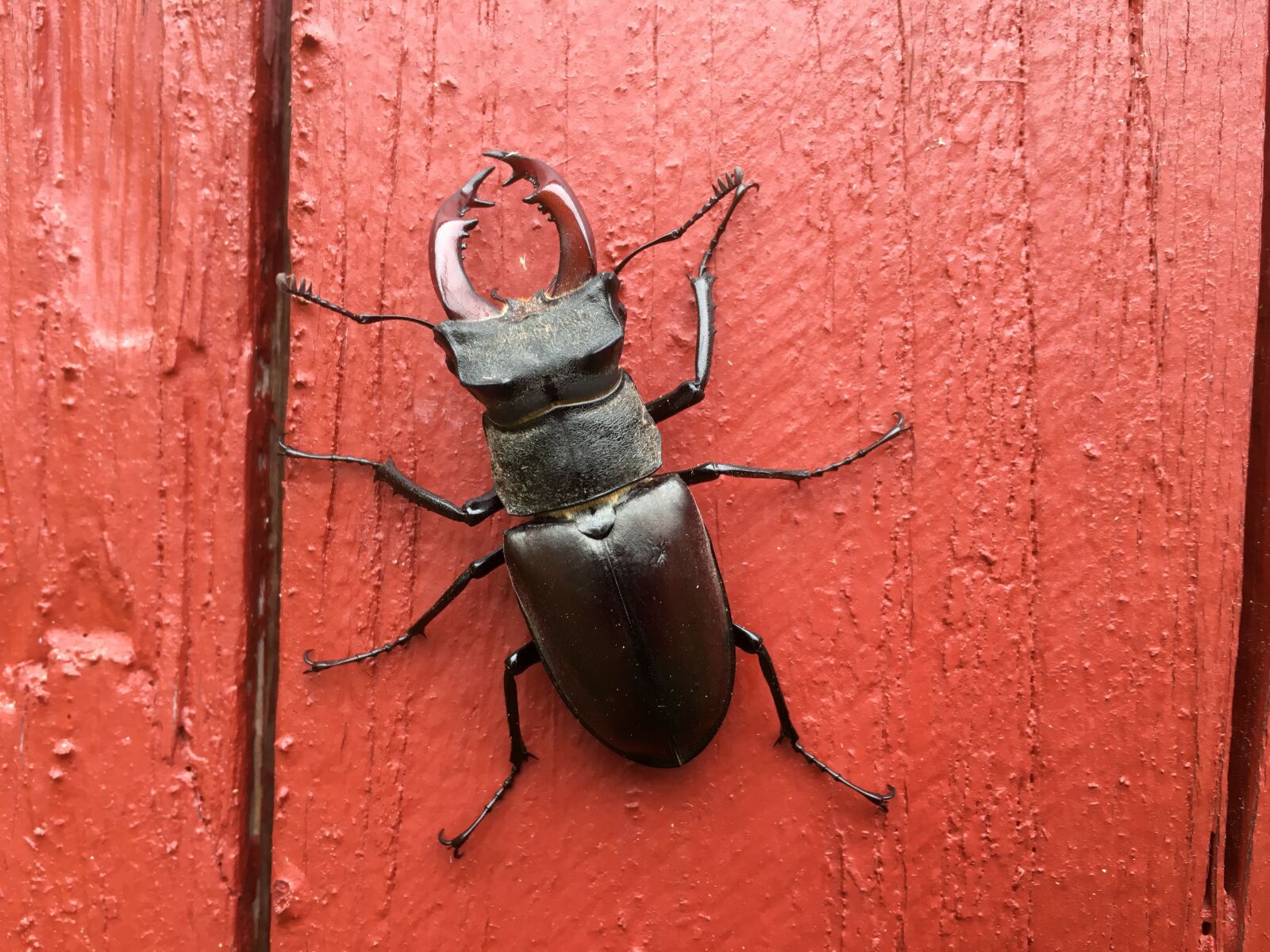 iPhone 6s back camera 4.15mm f/2.2 sample photo. Stag beetle, insect, nature photography