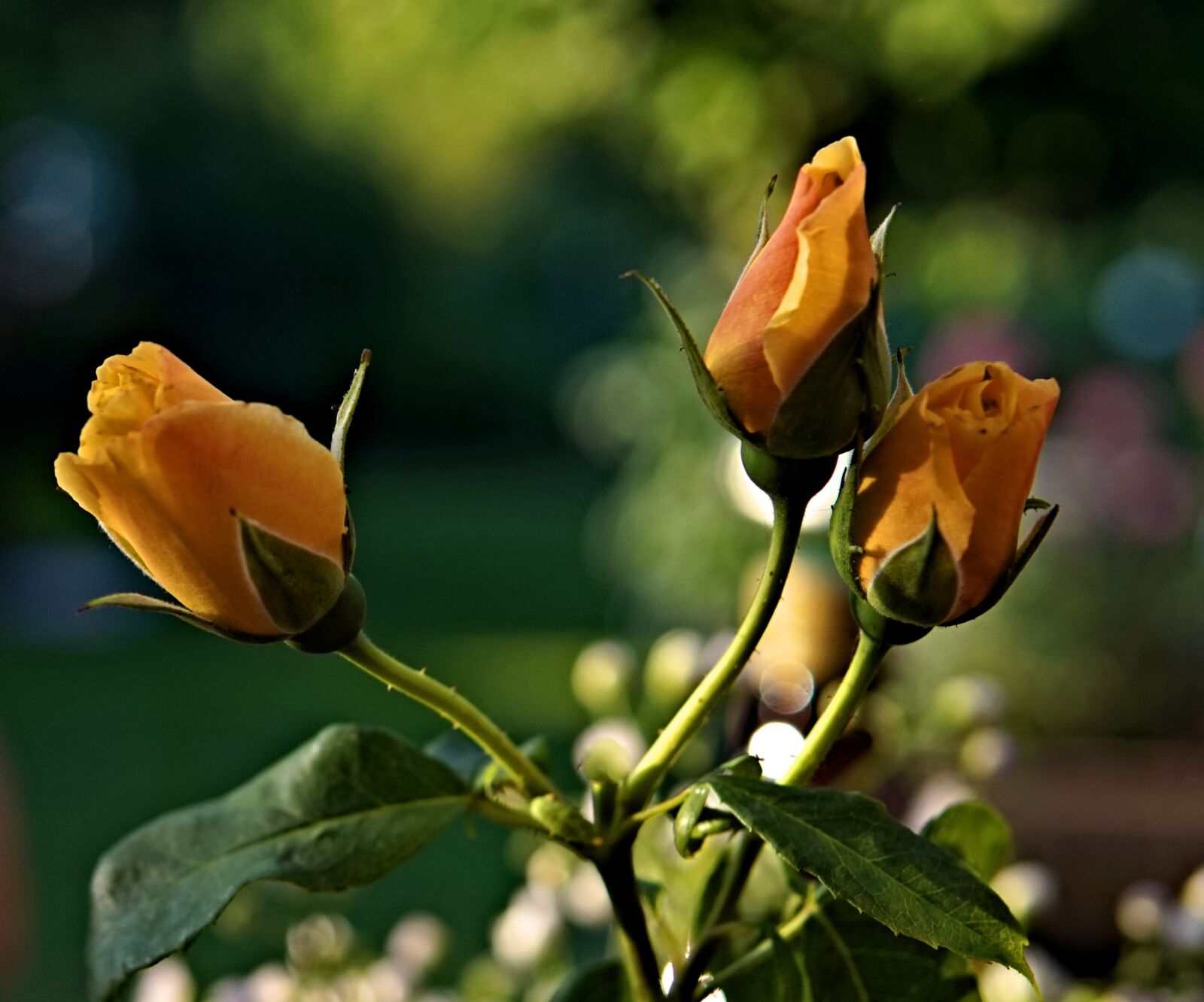 Sigma 30mm F1.4 DC DN | C sample photo. Roses, yellow, blossom photography