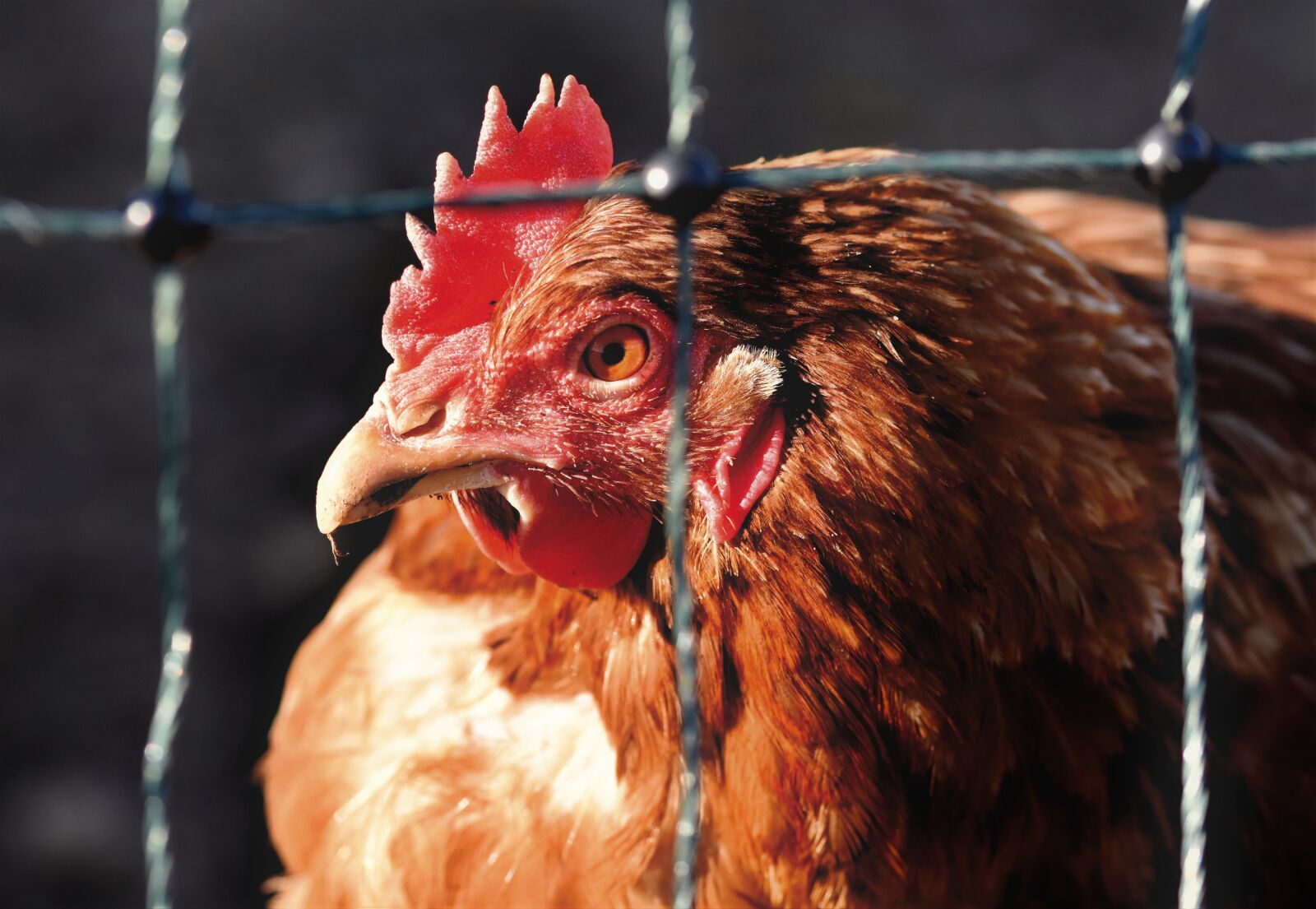 Nikon D7200 sample photo. Chicken, hen, poultry photography