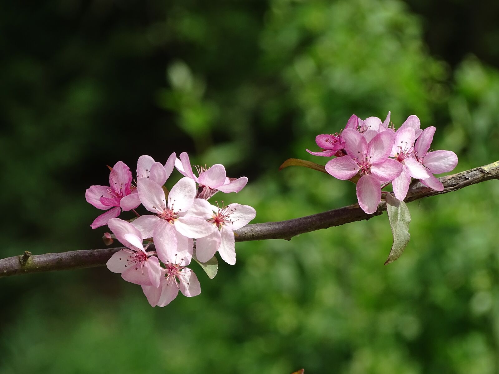 Sony Cyber-shot DSC-HX400V sample photo. Flowering twig, close up photography