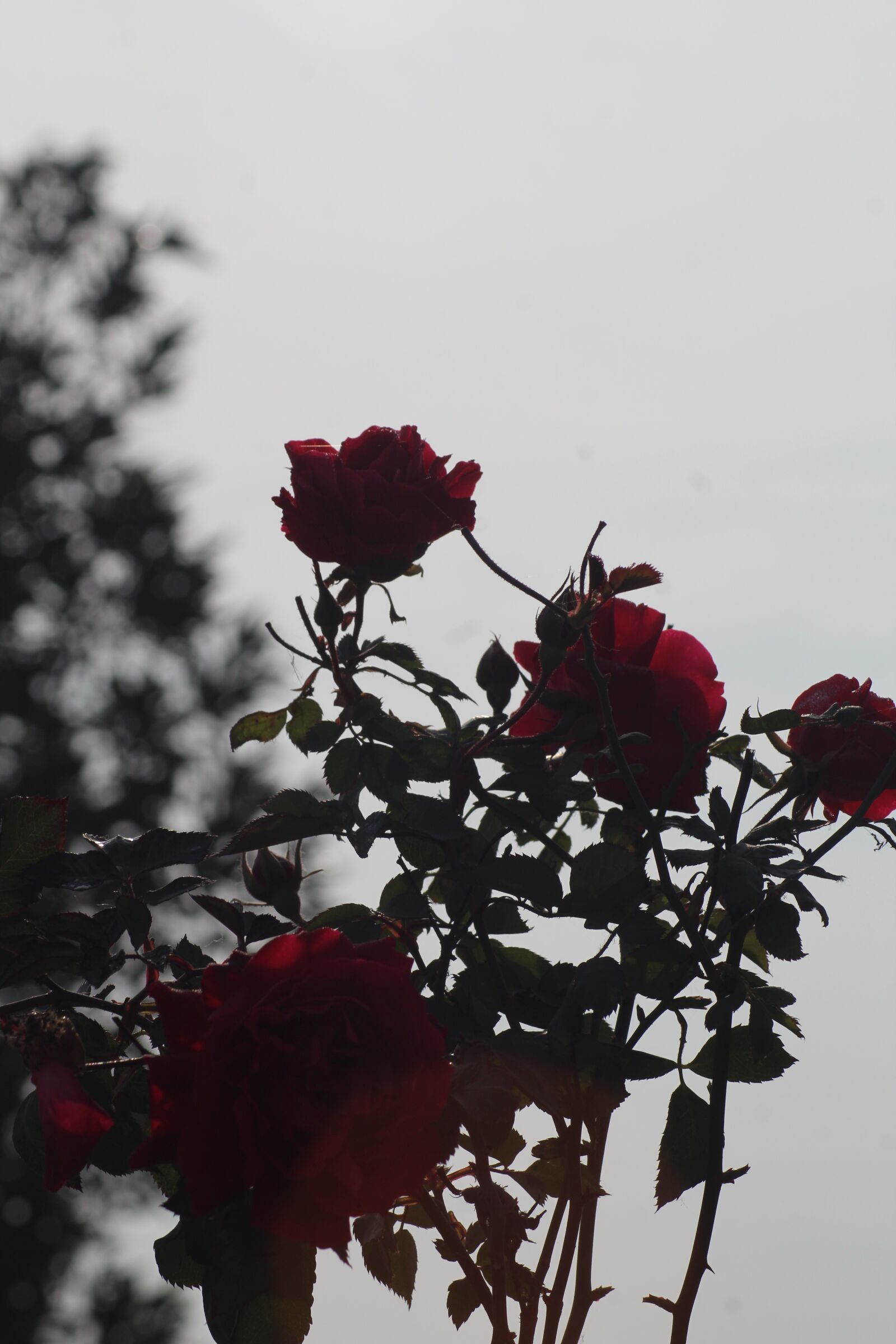 Canon EOS 1300D (EOS Rebel T6 / EOS Kiss X80) sample photo. Flower, red rose, rose photography