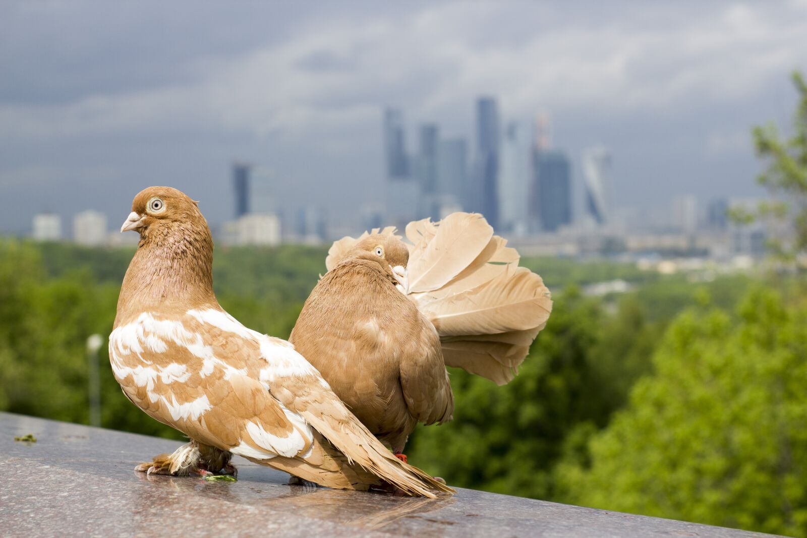 Canon EOS 550D (EOS Rebel T2i / EOS Kiss X4) sample photo. Pigeons, gloomy sky, moscow photography