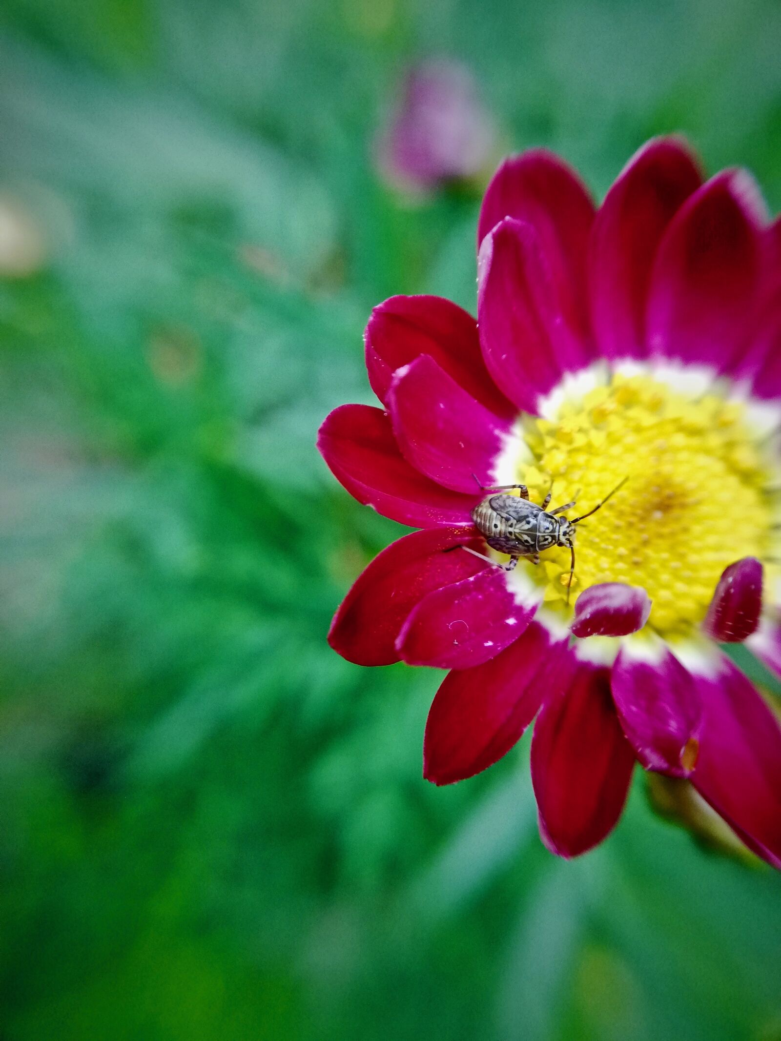 HUAWEI P20 lite sample photo. Flower, insect, spring photography