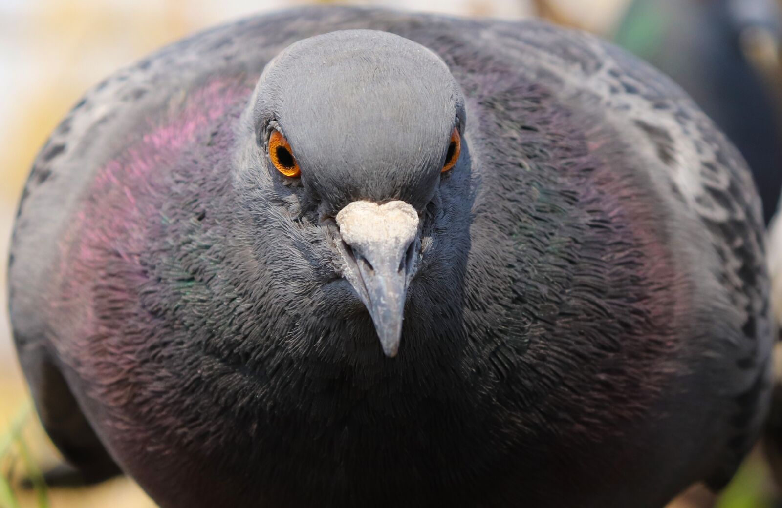 Canon EOS 200D (EOS Rebel SL2 / EOS Kiss X9) sample photo. Dove, views, eyes photography