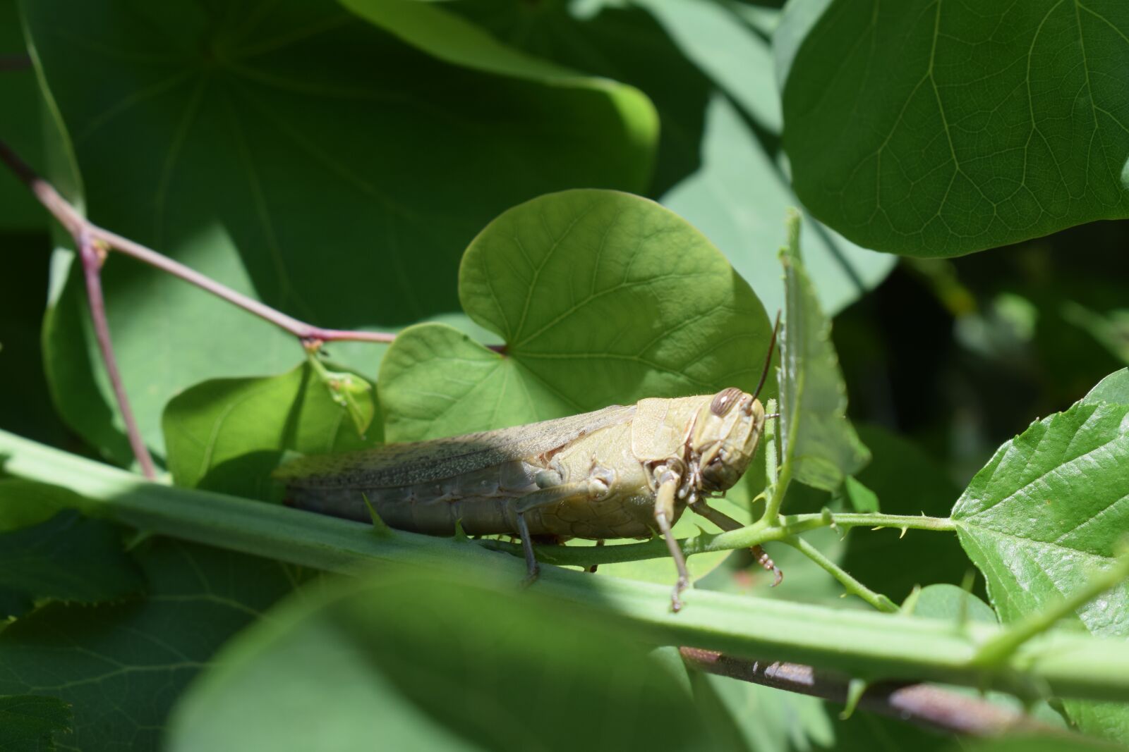 Nikon D3300 sample photo. Leaf, nature, flora photography