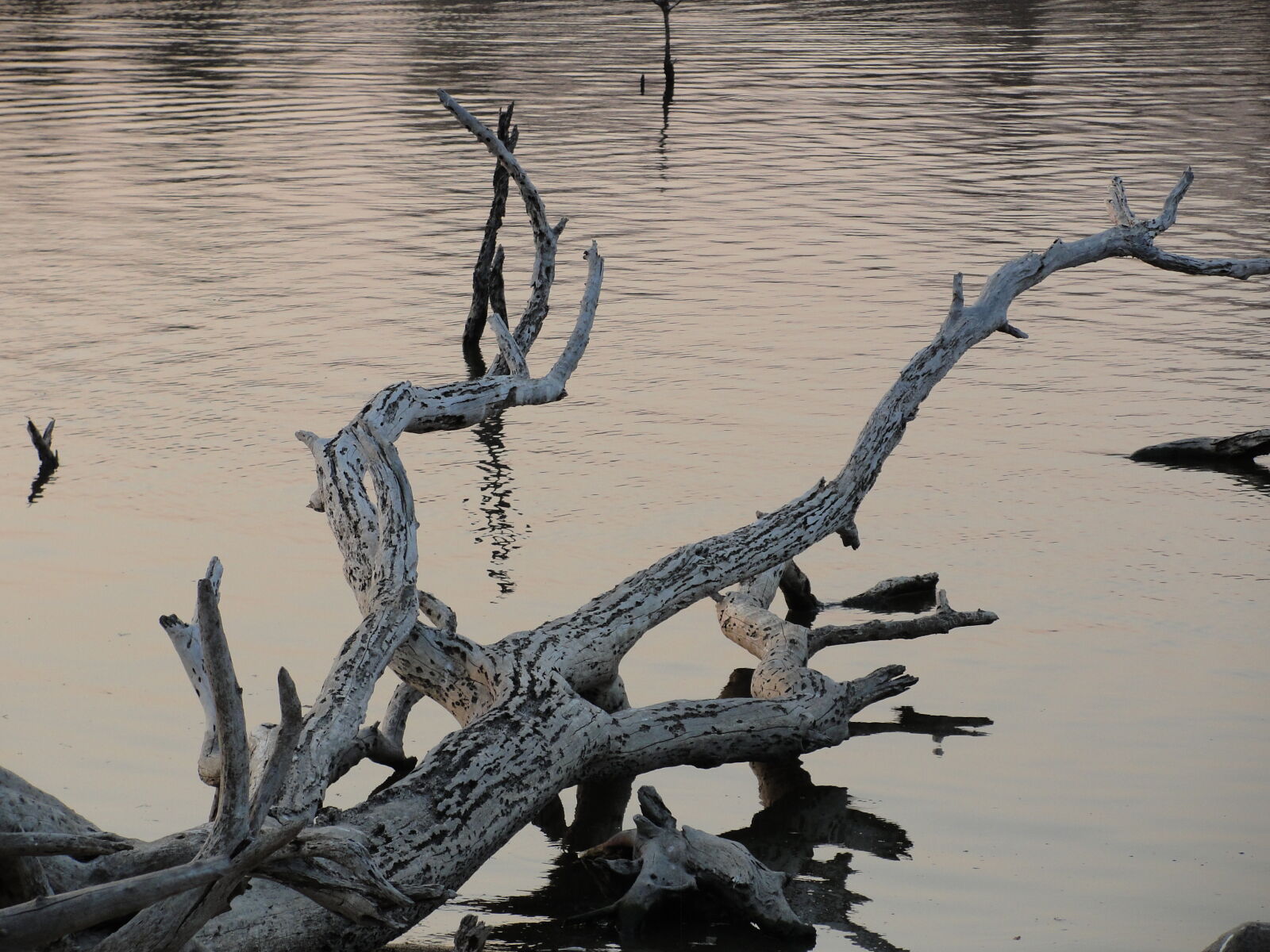 Sony Cyber-shot DSC-H20 sample photo. Branch, driftwood, lake, sunset photography