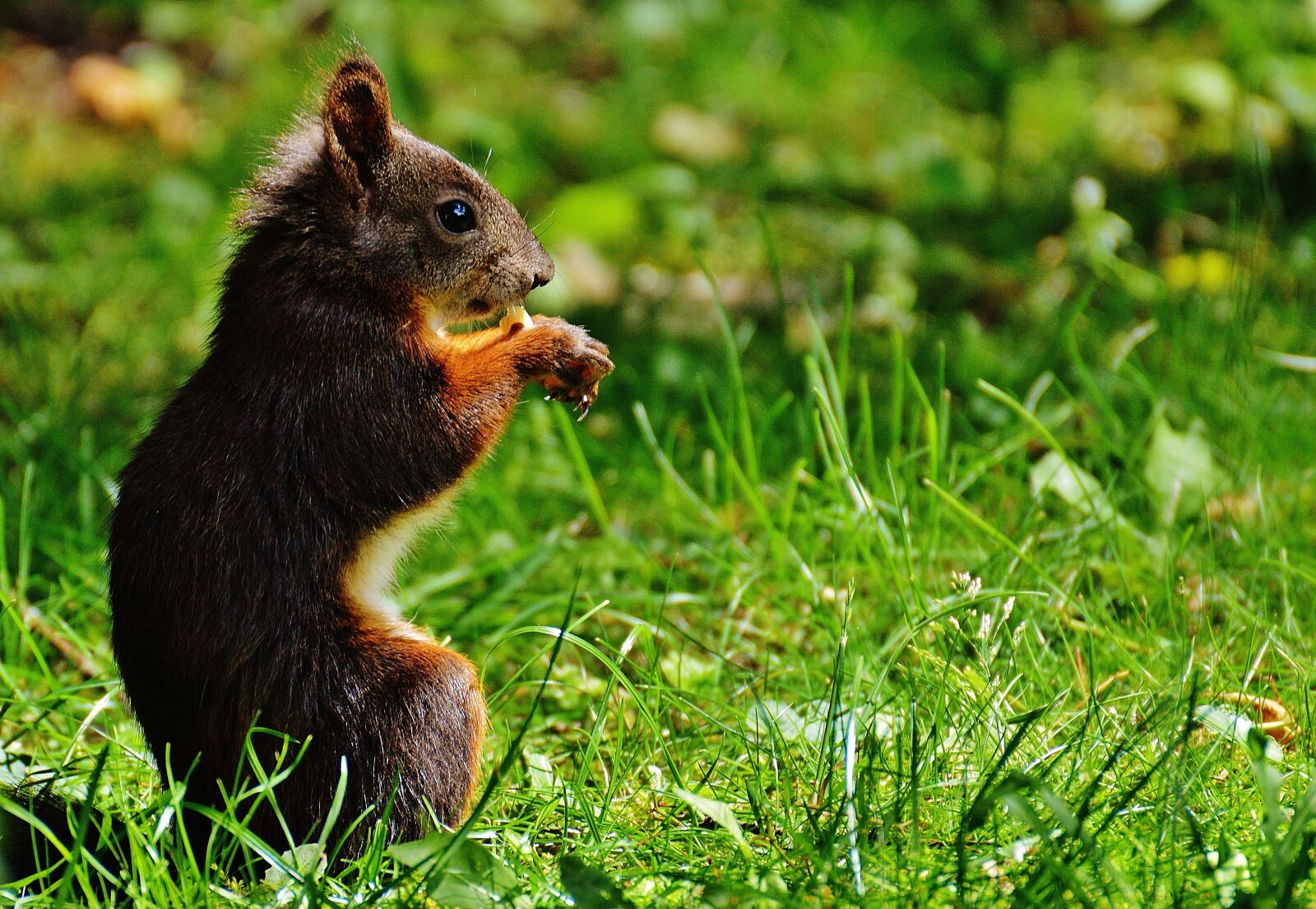 Nikon D3200 sample photo. Squirrel, nager, cute photography