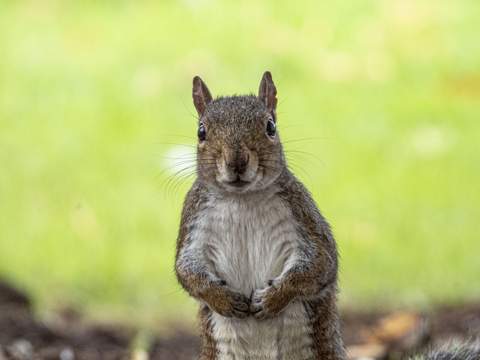 Nikon Coolpix P1000 sample photo. Squirrel, face, cute photography