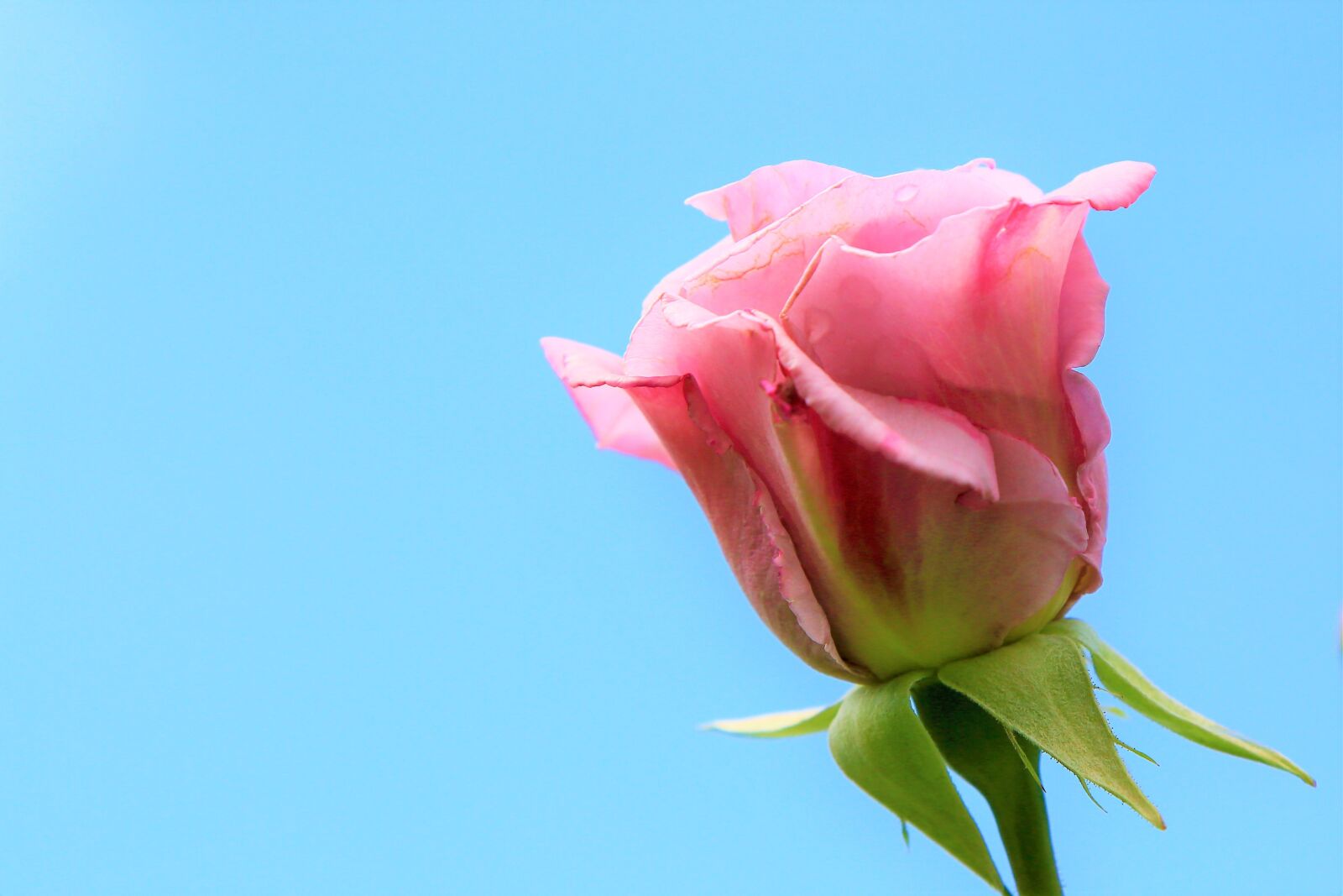 Canon EF 24-105mm F4L IS USM sample photo. Rose, pink, beautiful photography