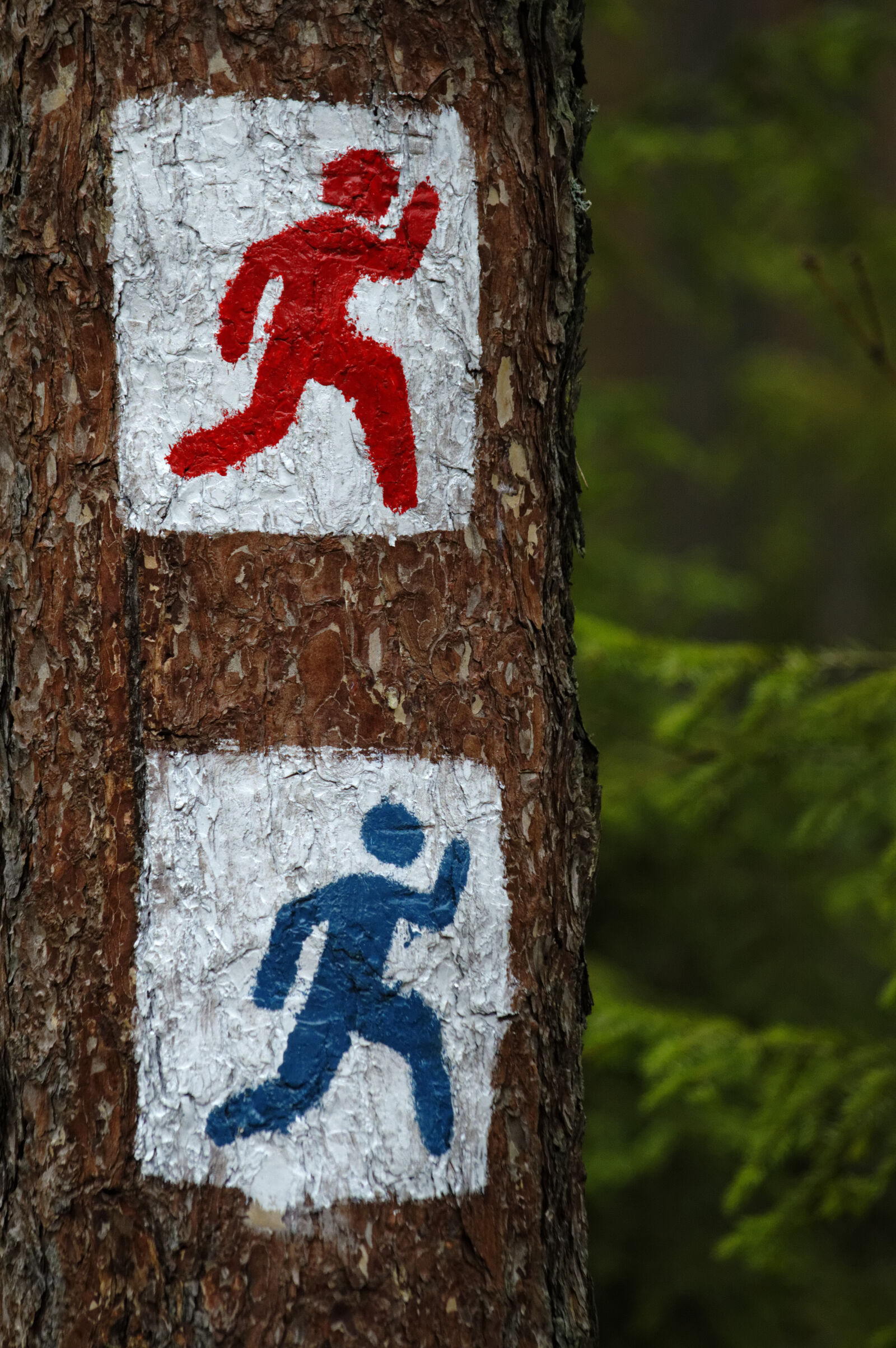 Nikon D3200 sample photo. Forest, run, sign, tree photography