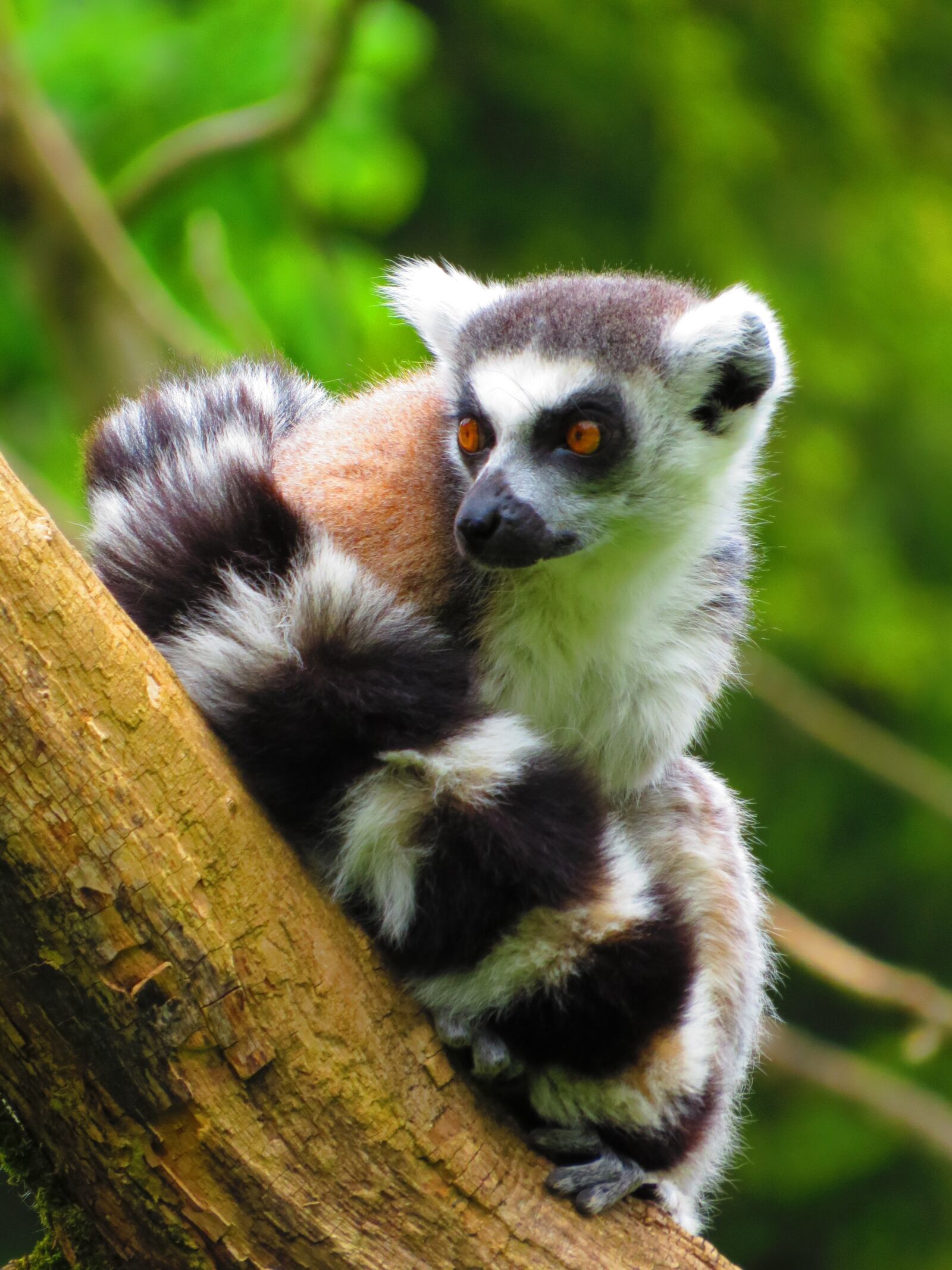 Canon PowerShot SX50 HS sample photo. Ring tailed lemur, lemur photography