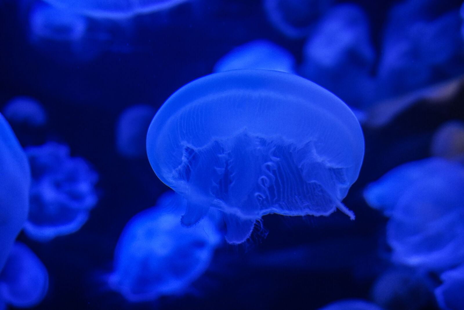 Sony a6000 sample photo. Aquarium, jellyfish, ocean, tranquil photography