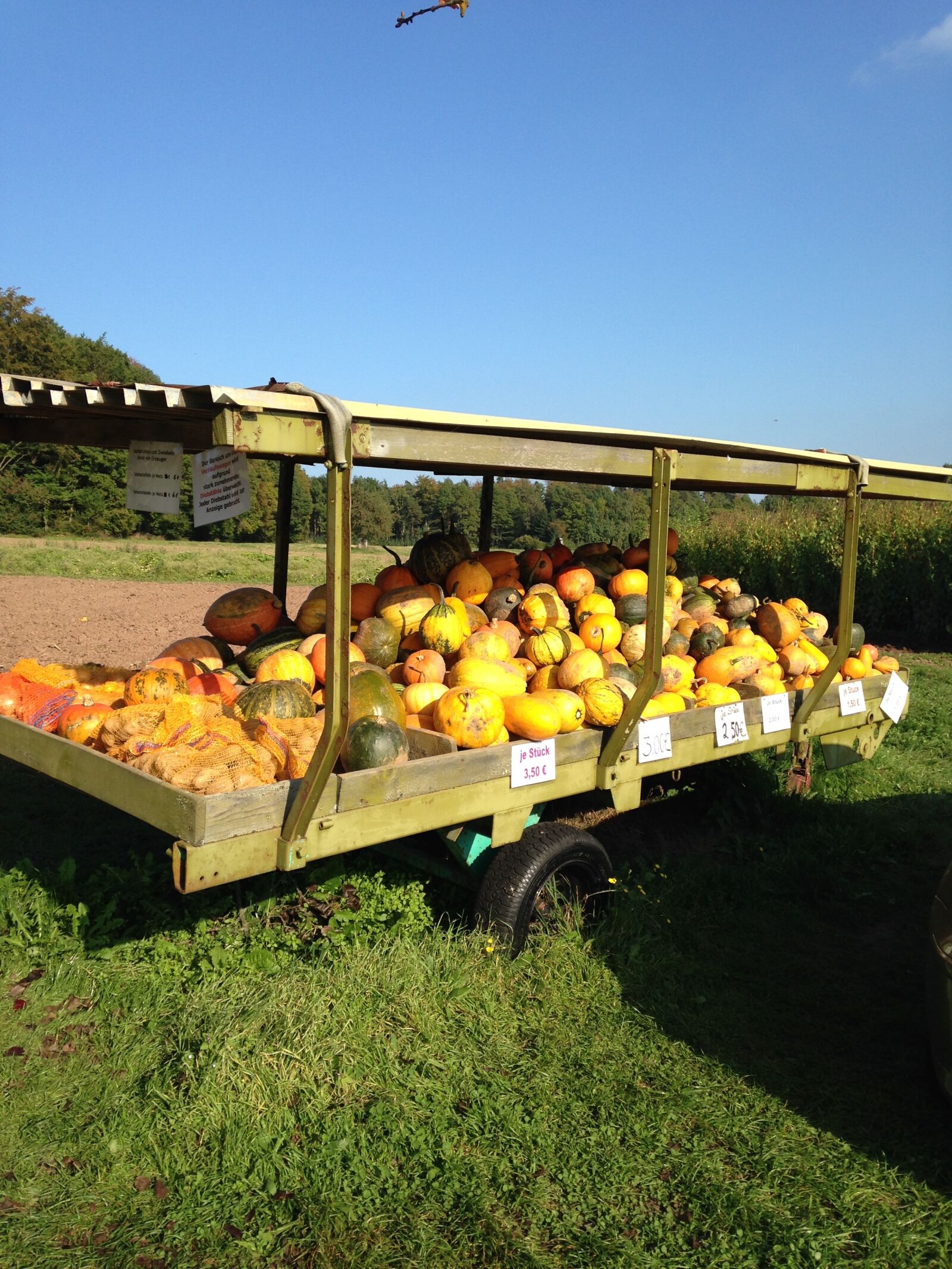 iPhone 5c back camera 4.12mm f/2.4 sample photo. Pumpkin, sale, outside photography