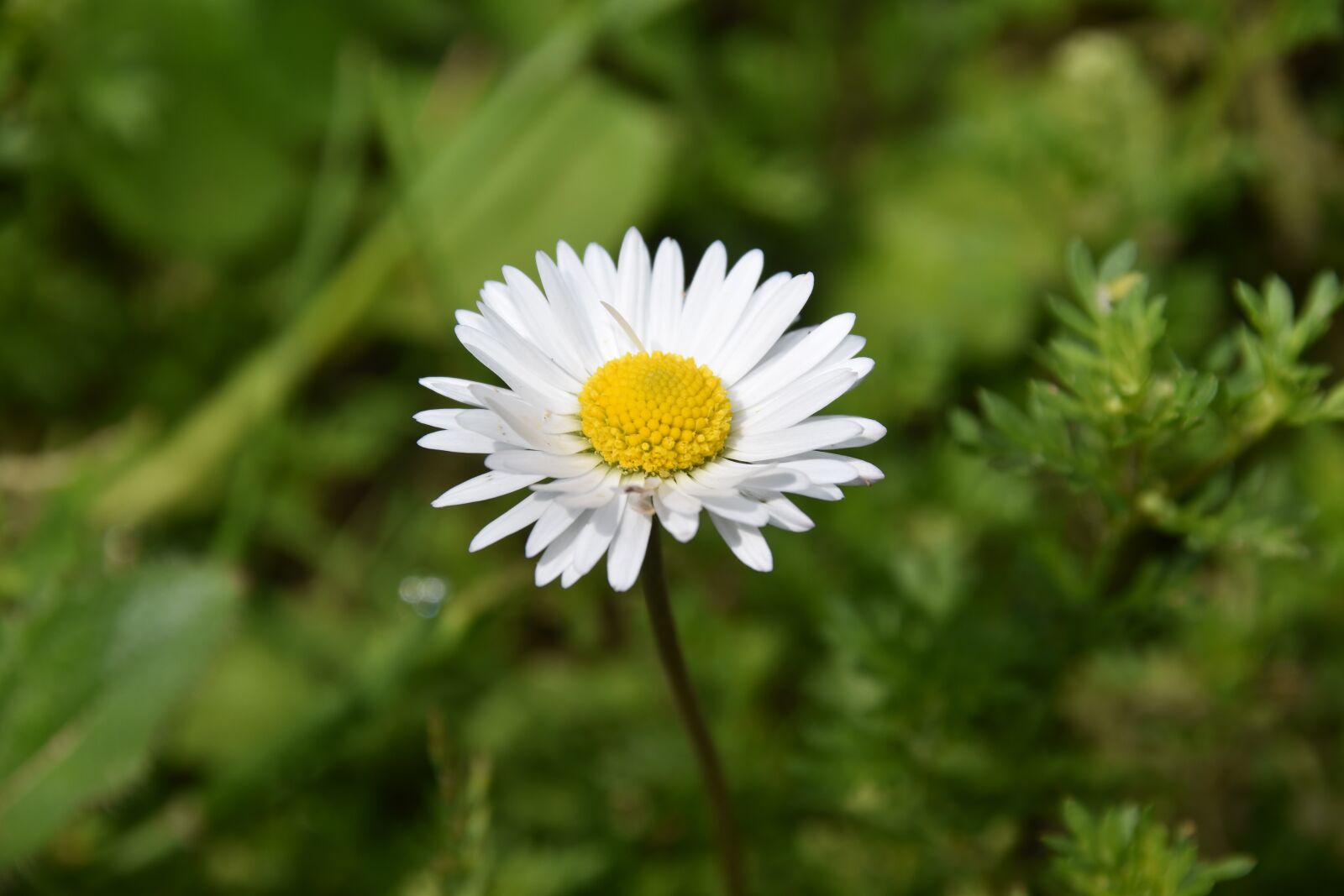 Nikon D5600 sample photo. Flower daisy, petals, white photography